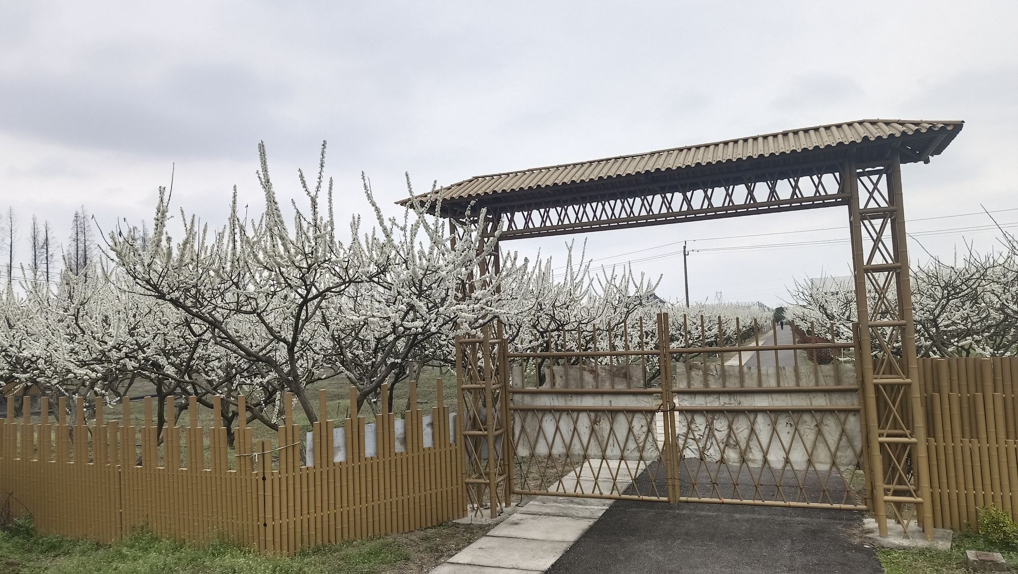 桃园槜李广场旅行图片 2