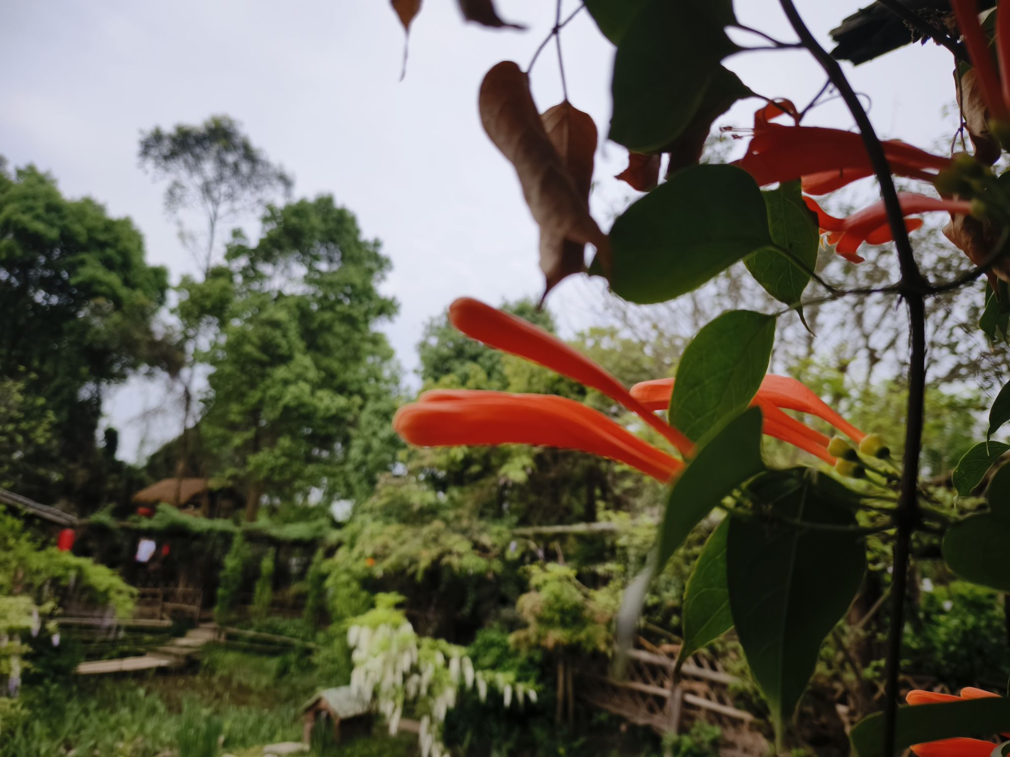 简陋田野旅行图片 2