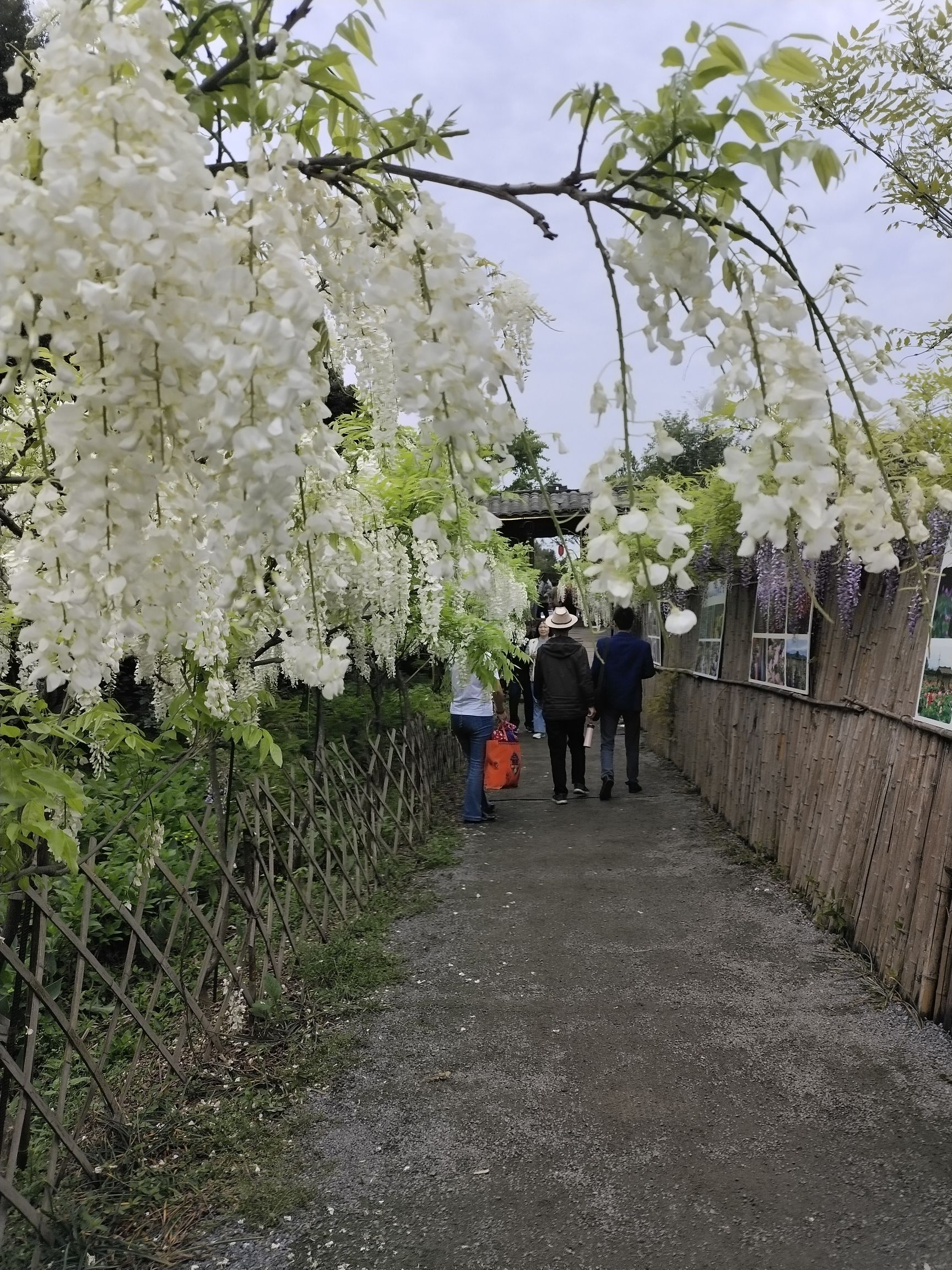 简陋田野旅行图片 1
