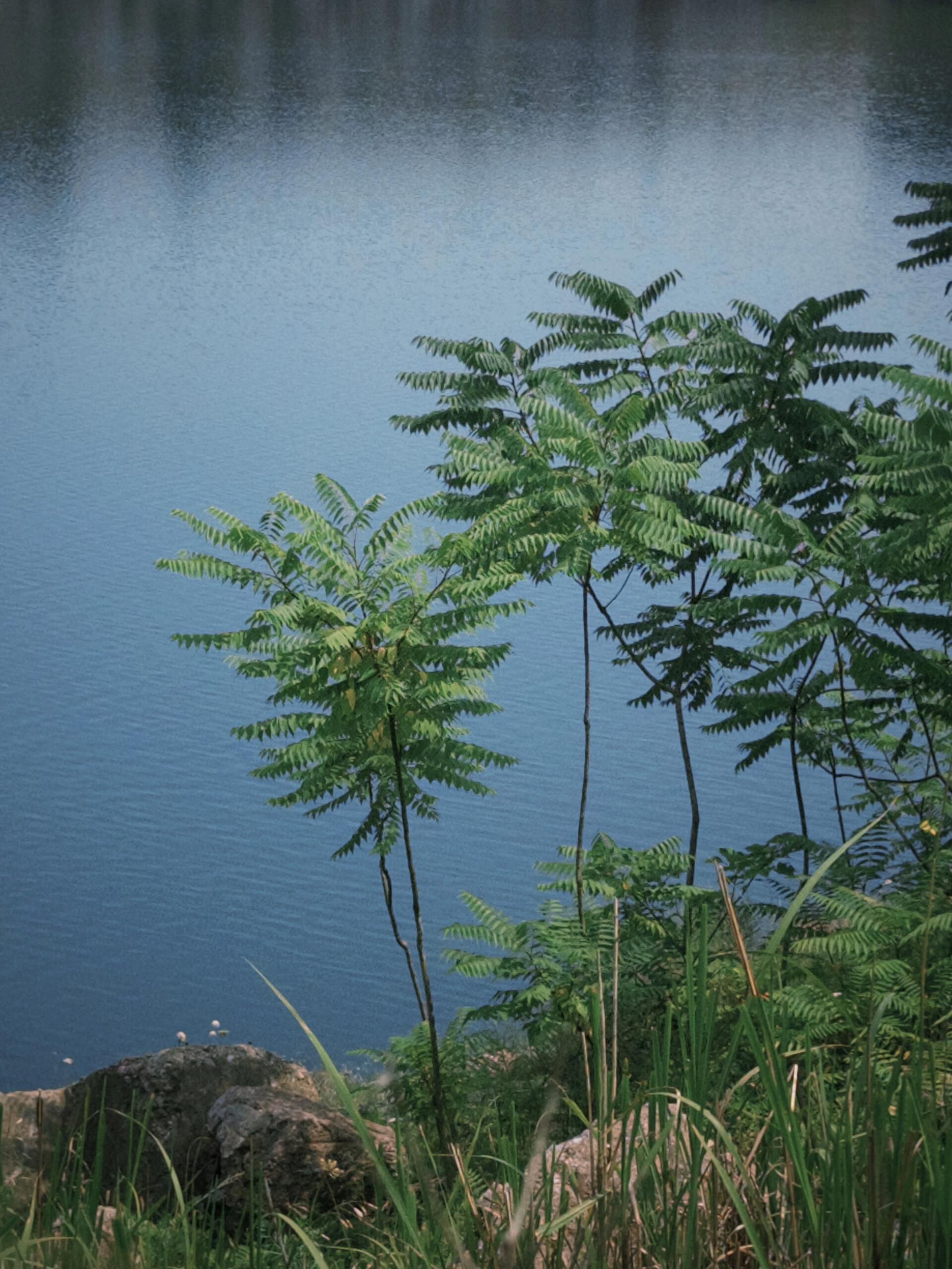 凤凰湖旅行图片 3