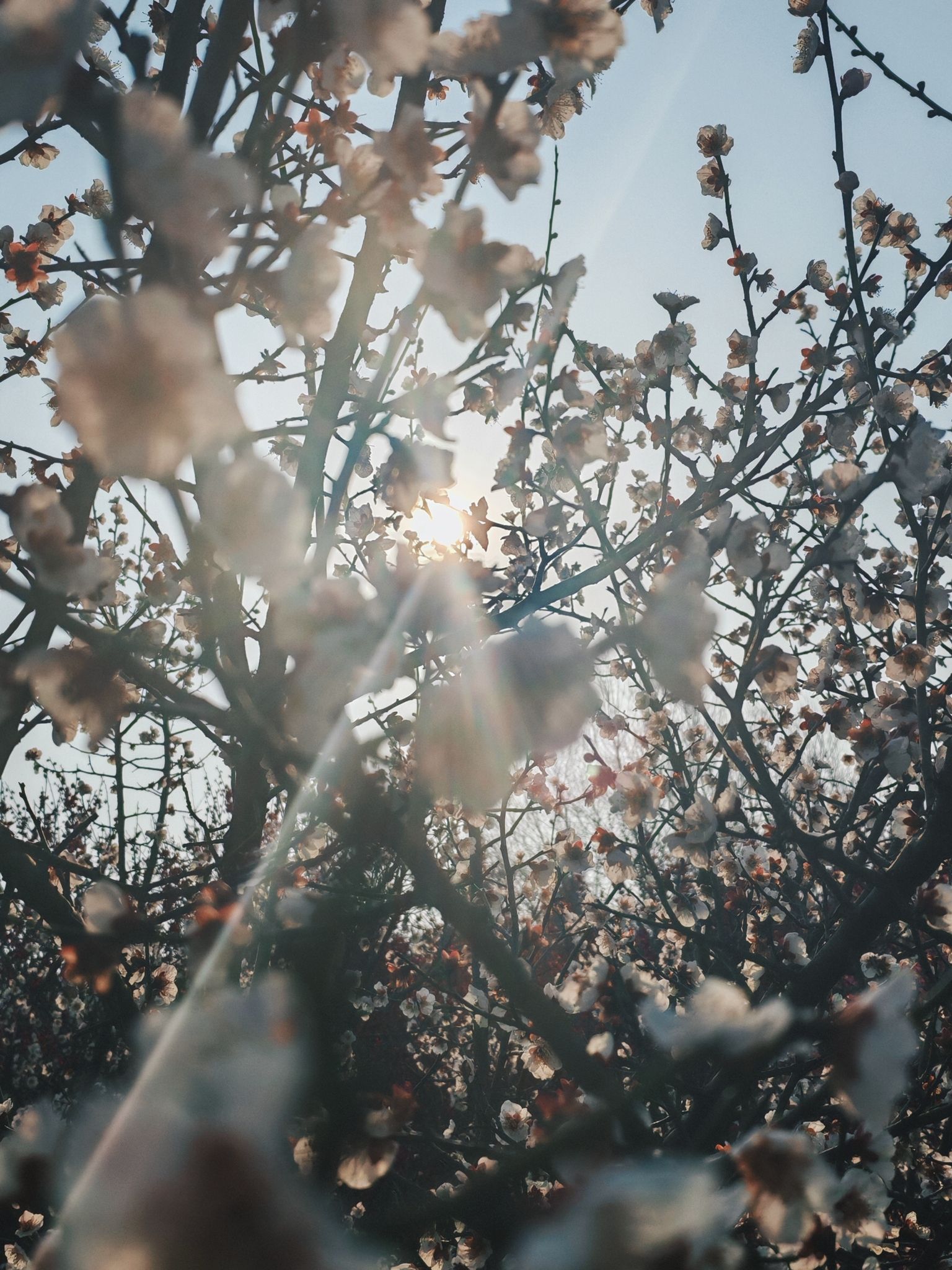 山南梅园景点图片