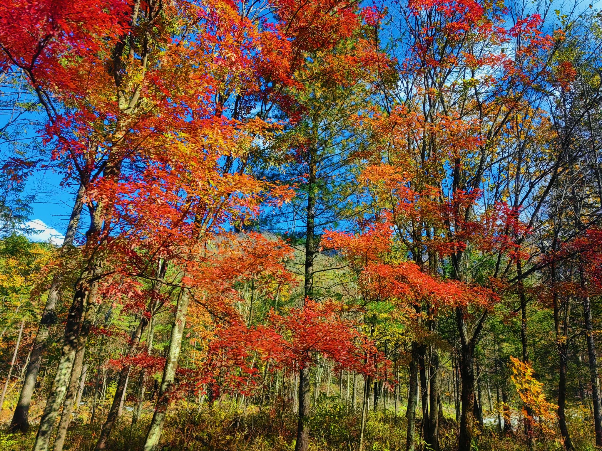 凤凰山国家森林公园(暂停开放)旅行图片 3