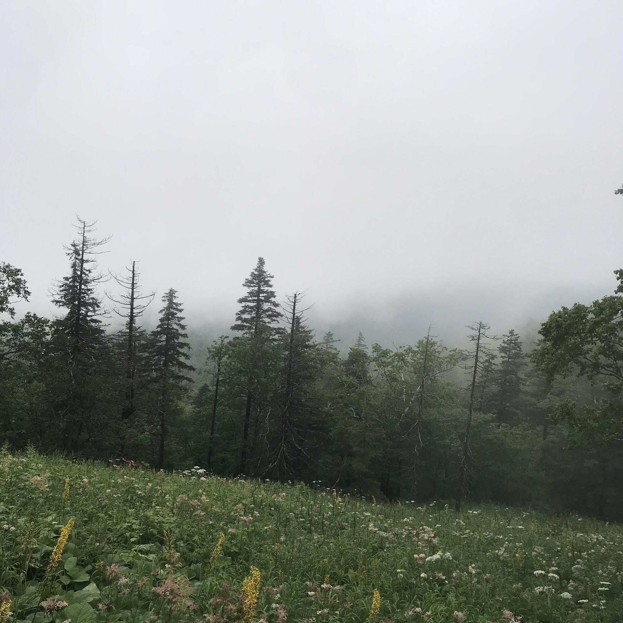 凤凰山国家森林公园(暂停开放)旅行图片 2
