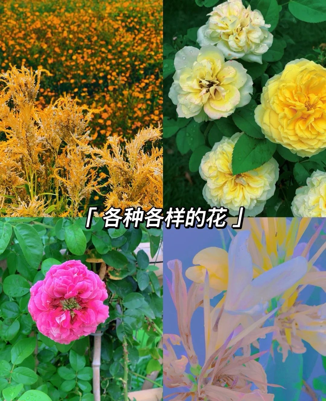 花千谷旅行图片 1