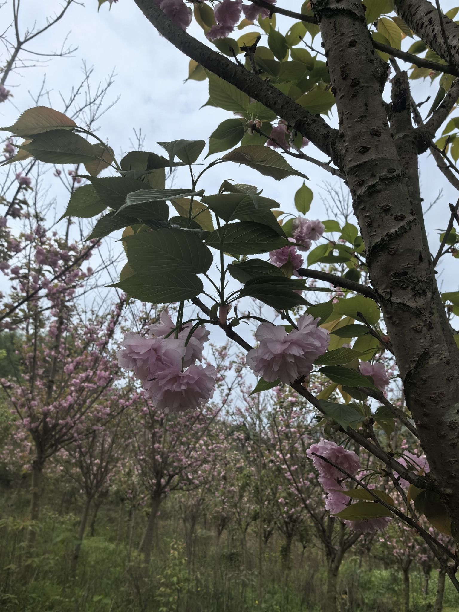 三郎樱缘谷旅行图片 2