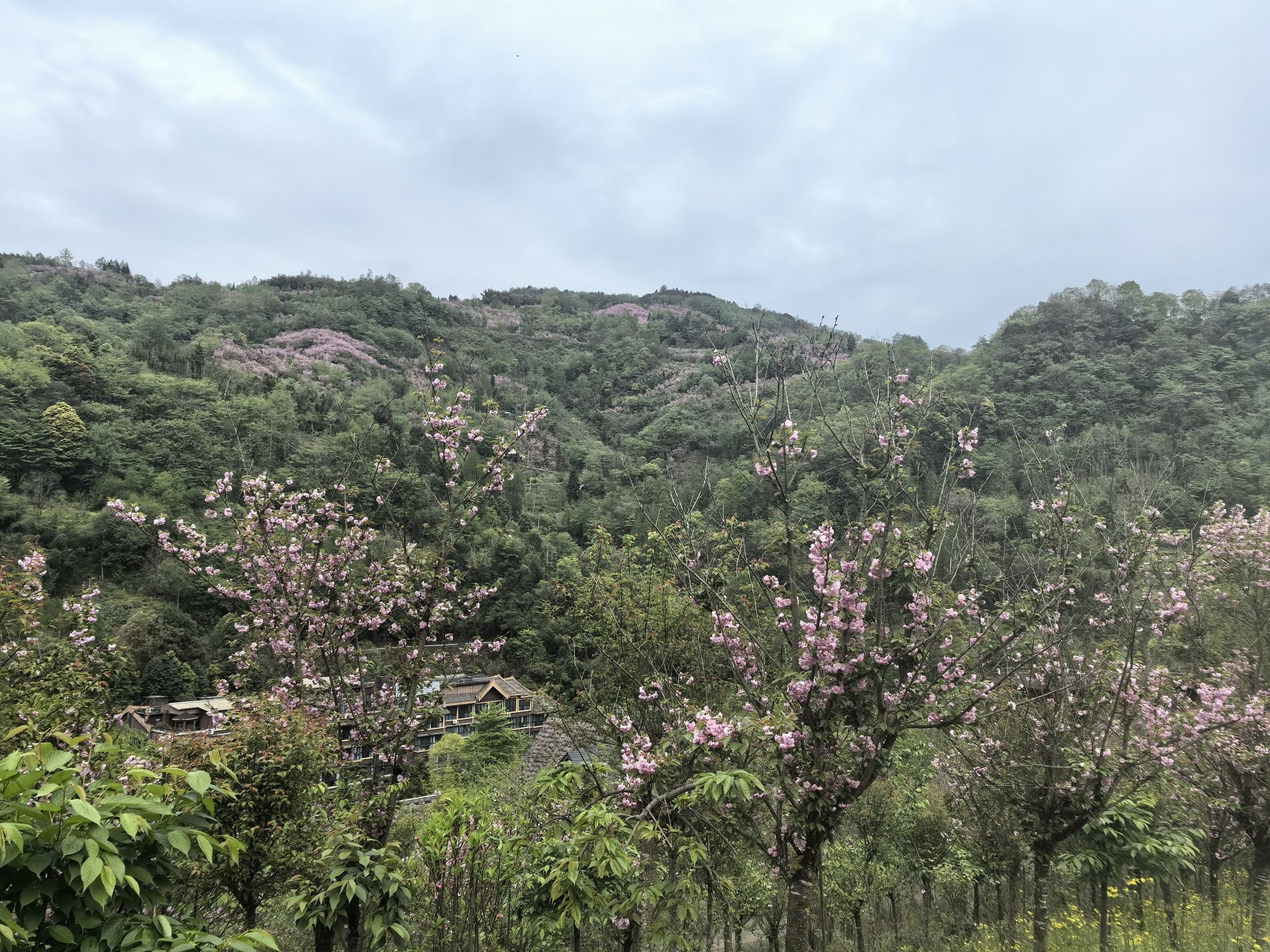三郎樱缘谷旅行图片 3