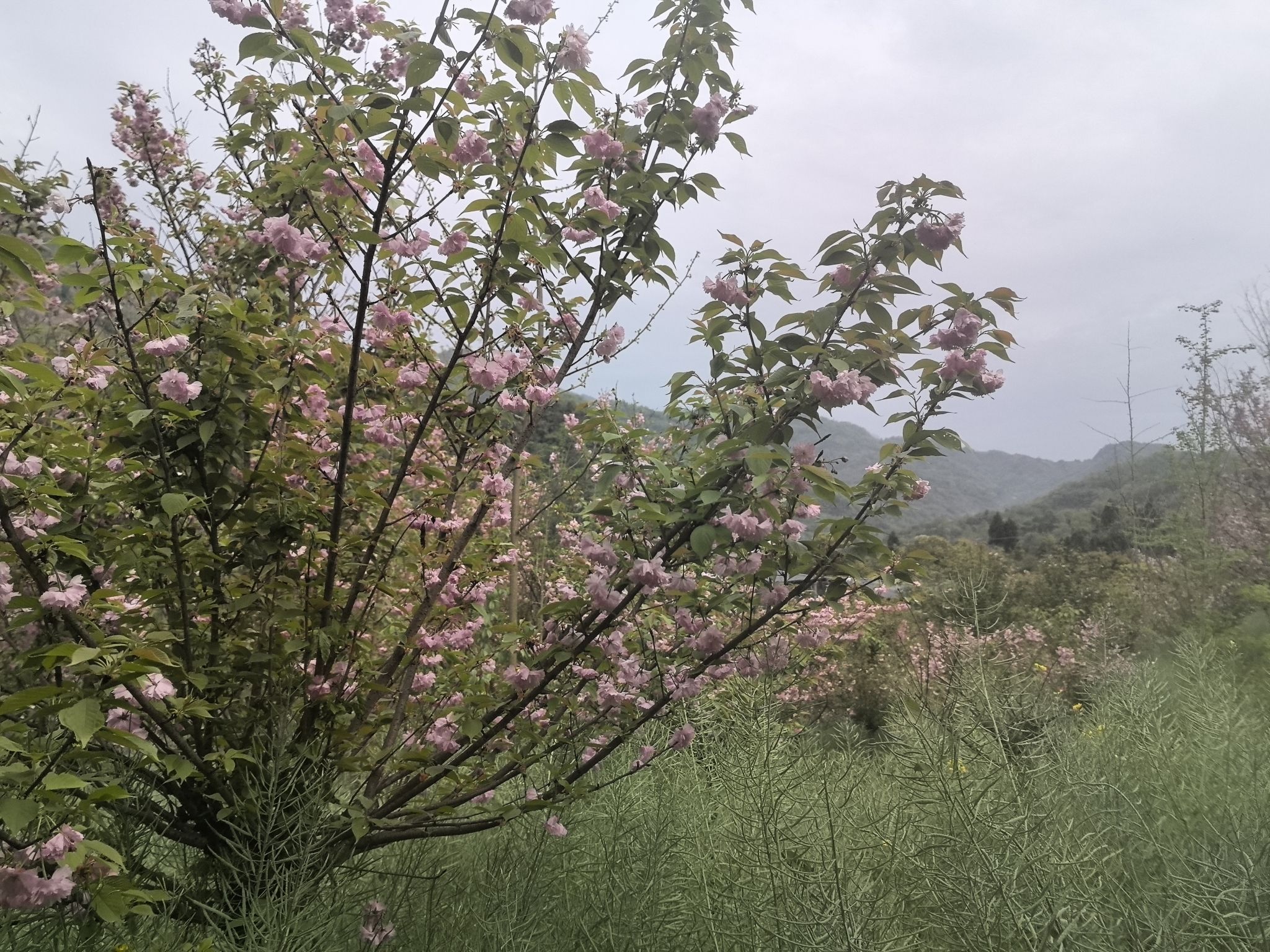 三郎樱缘谷旅行图片 1