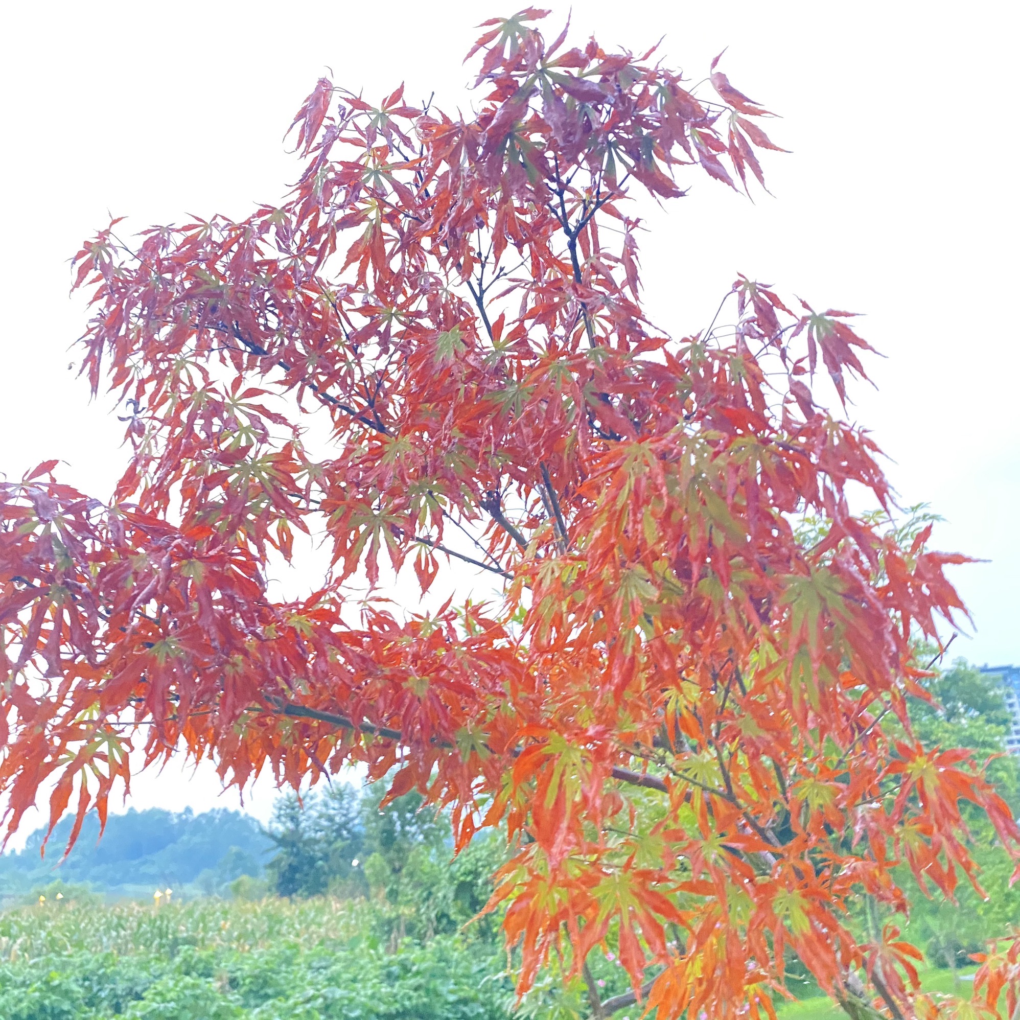 洪雅田锡水景公园旅行图片 2