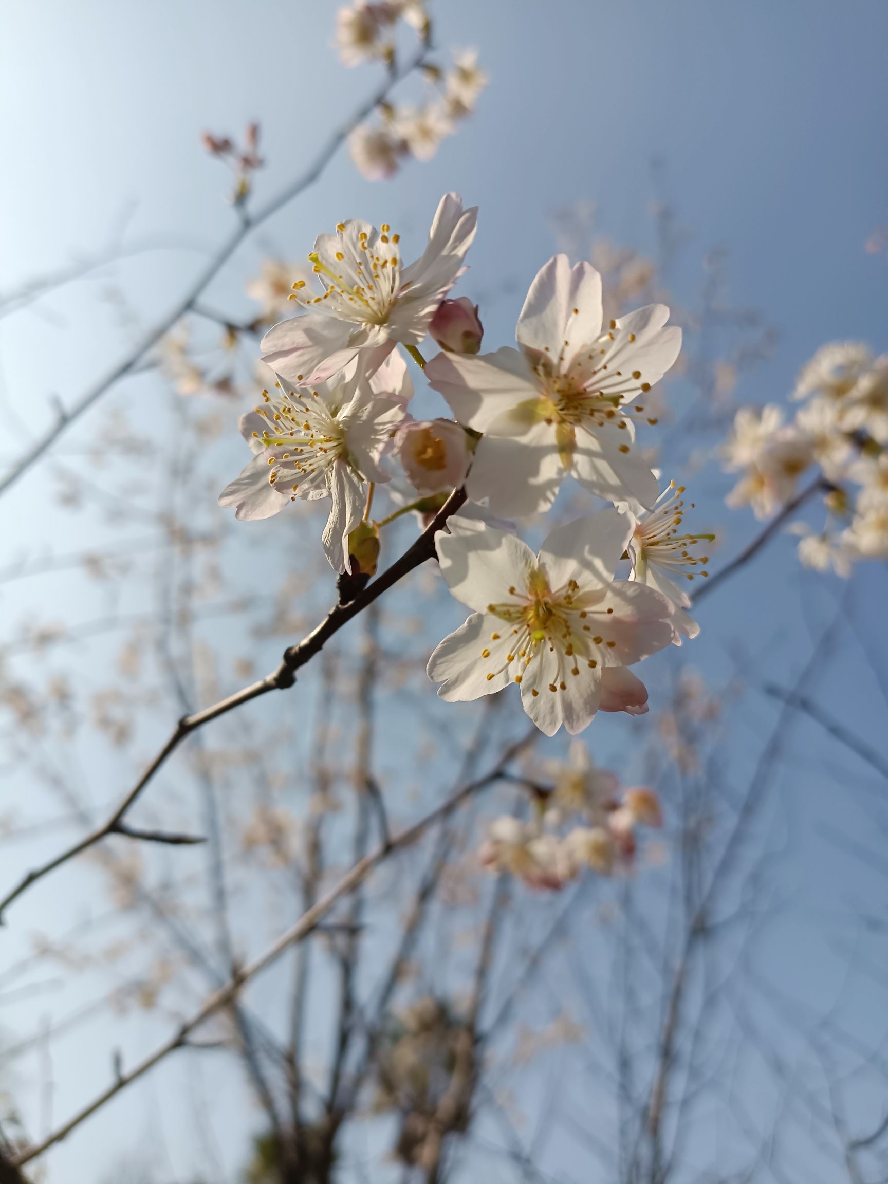 大栗坡公园旅行图片 2
