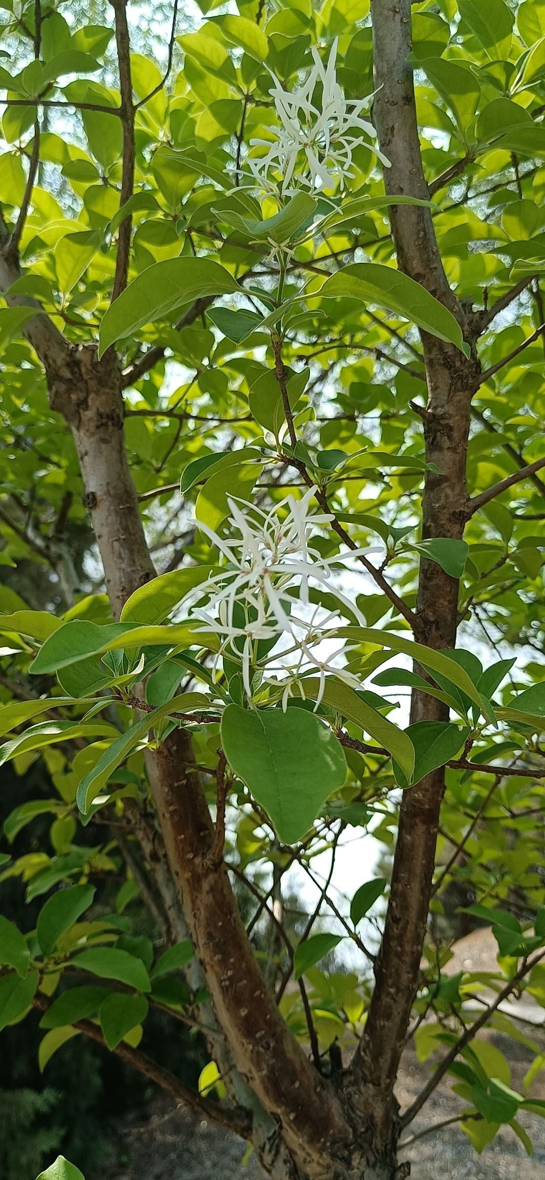 青龙湖森林公园旅行图片 3