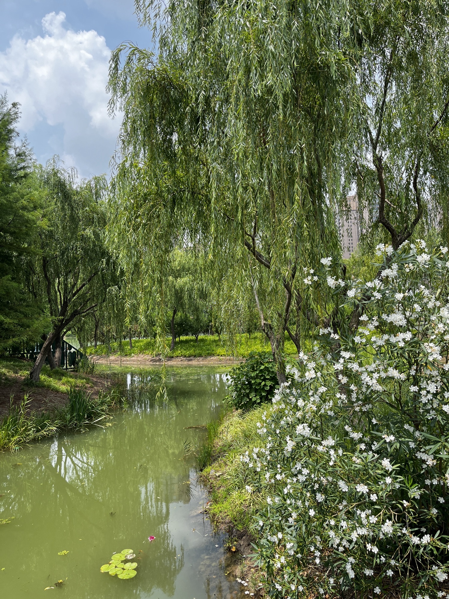 响水湖城市公园旅行图片 2