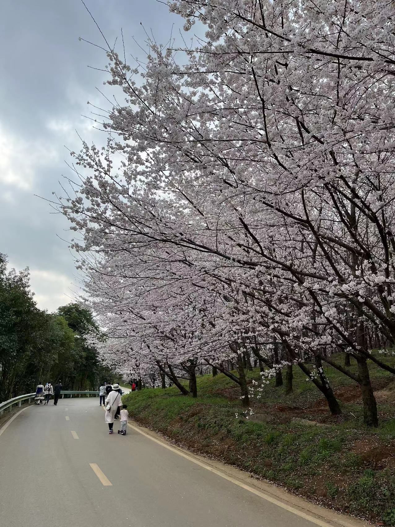 樱花观景台旅行图片 2