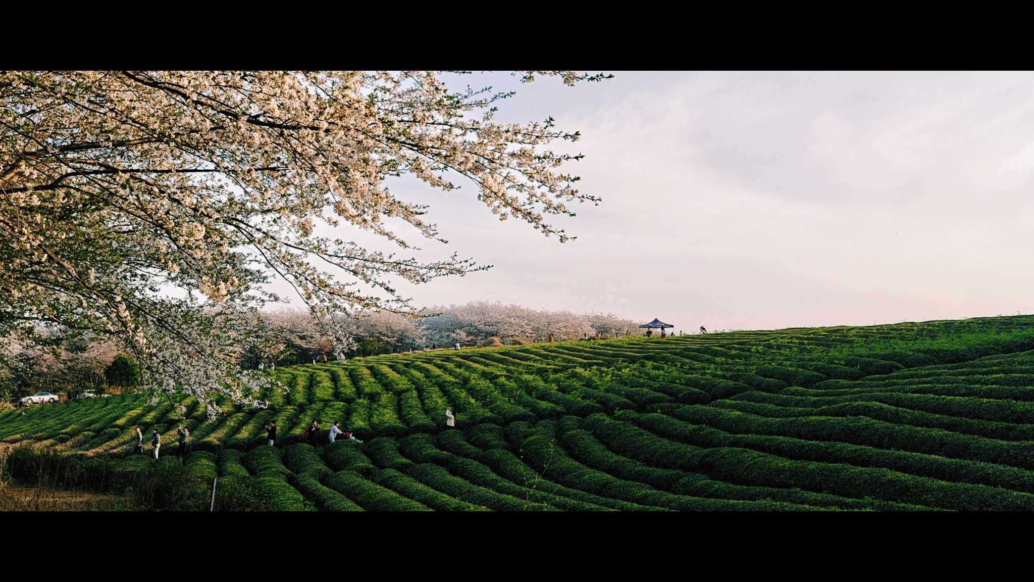 樱花观景台旅行图片 1