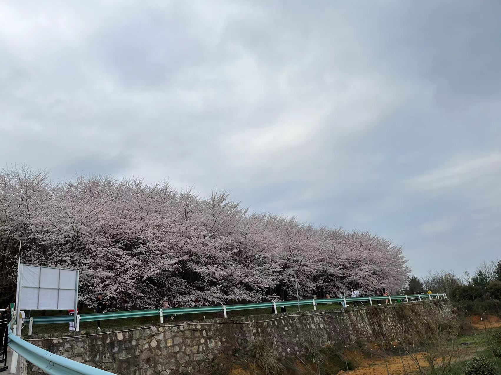 樱花观景台旅行图片 3