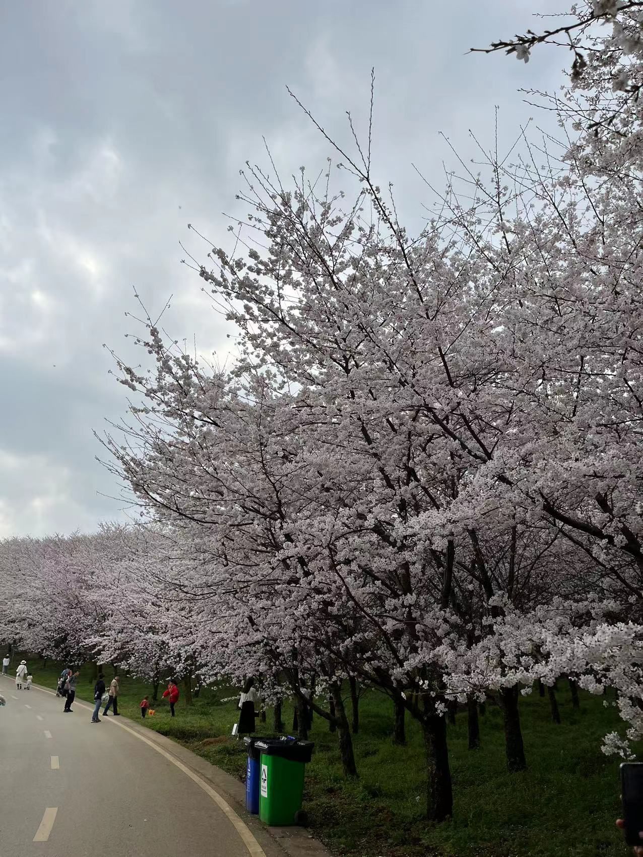 樱花观景台旅行图片 1