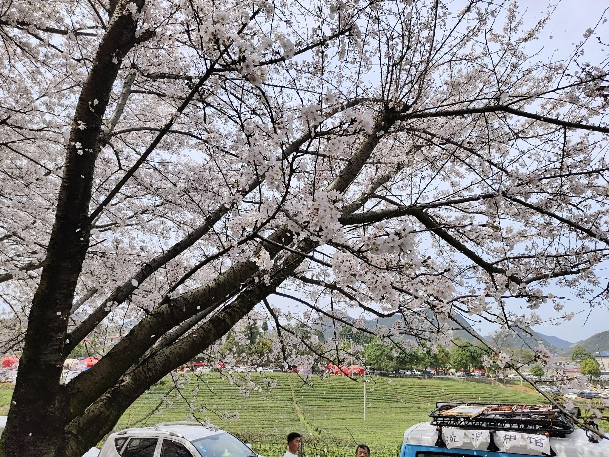 樱花观景台旅行图片 2