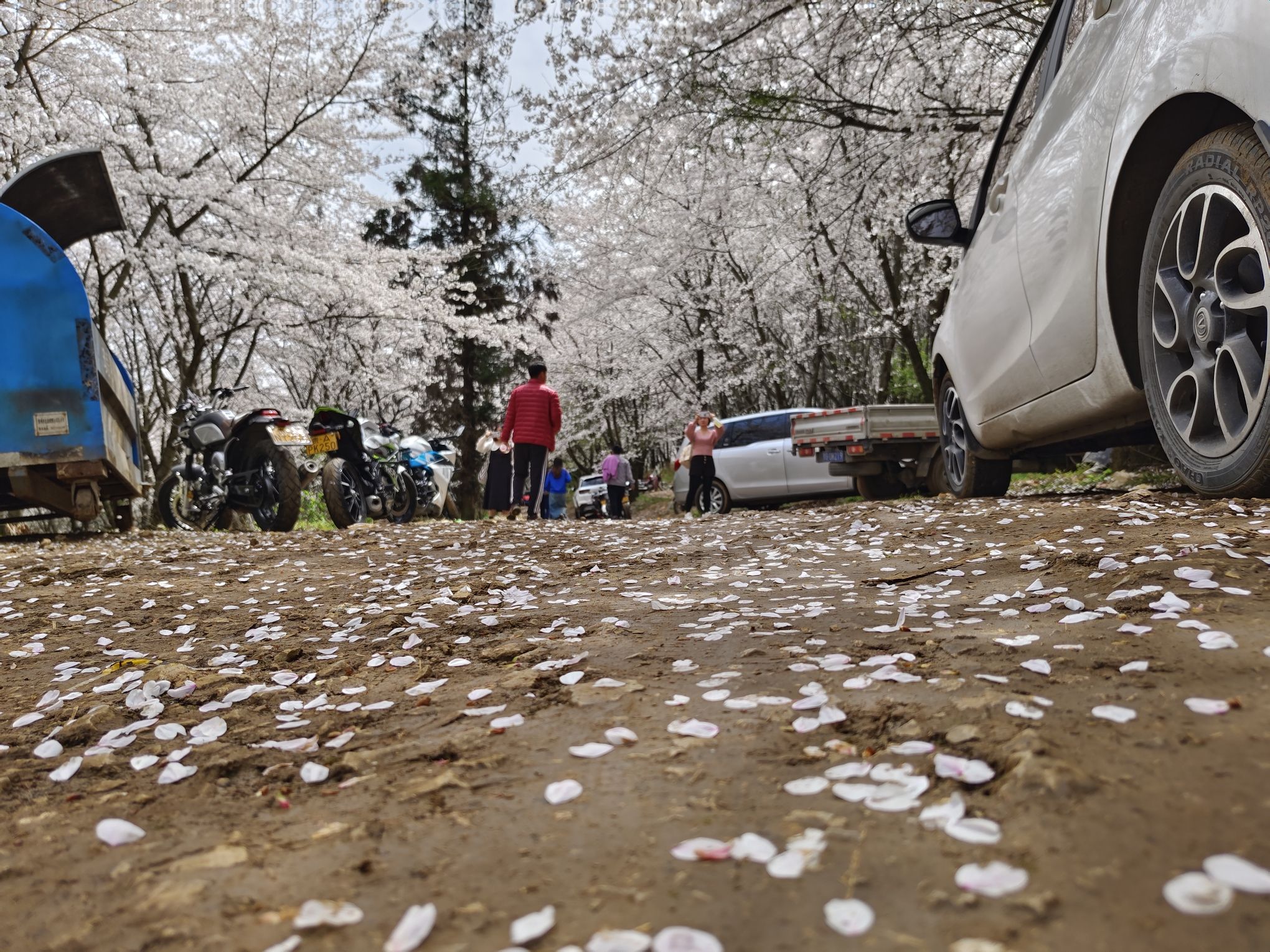 樱花观景台旅行图片 1