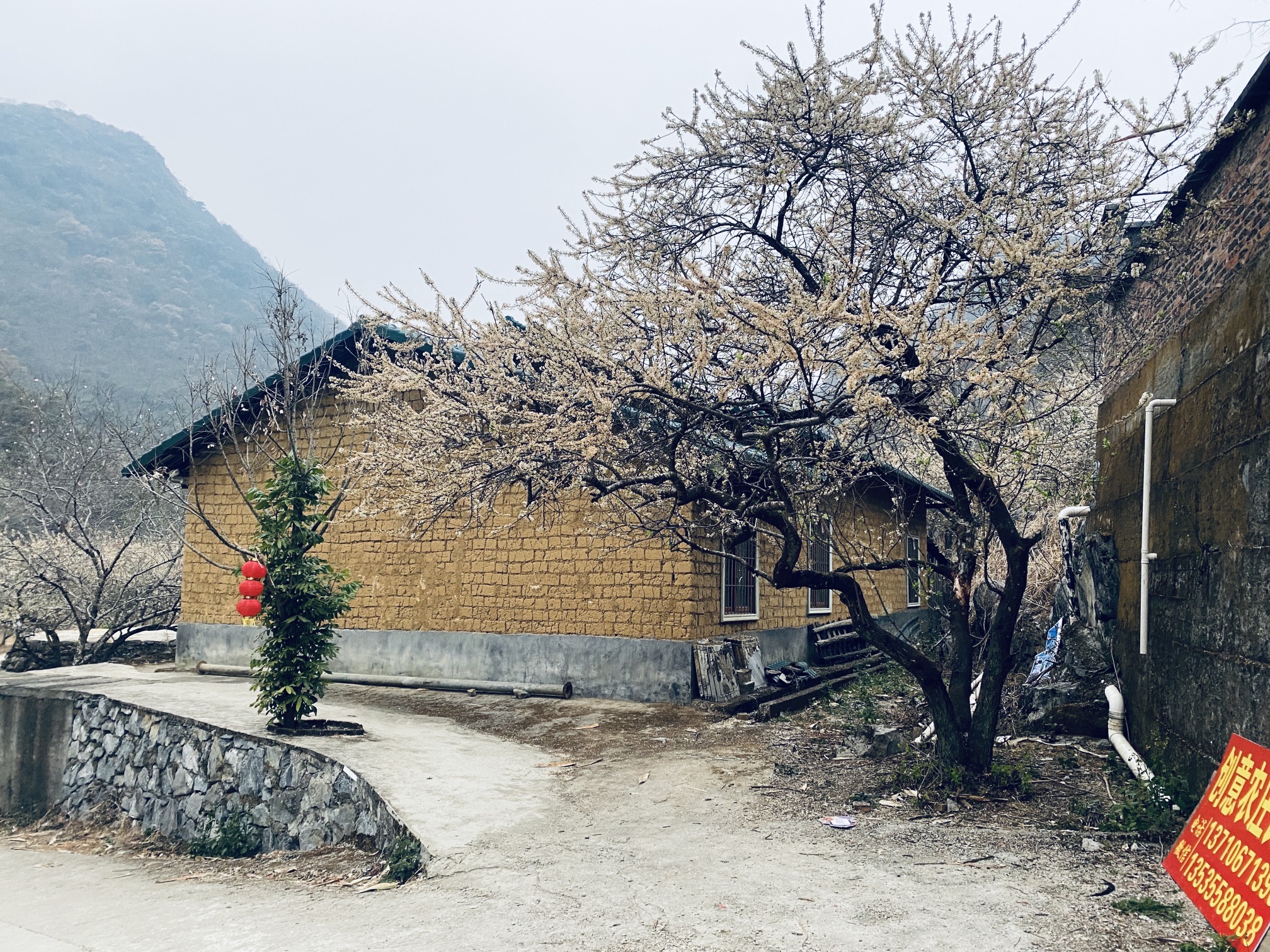 千亩李花基地旅行图片 1