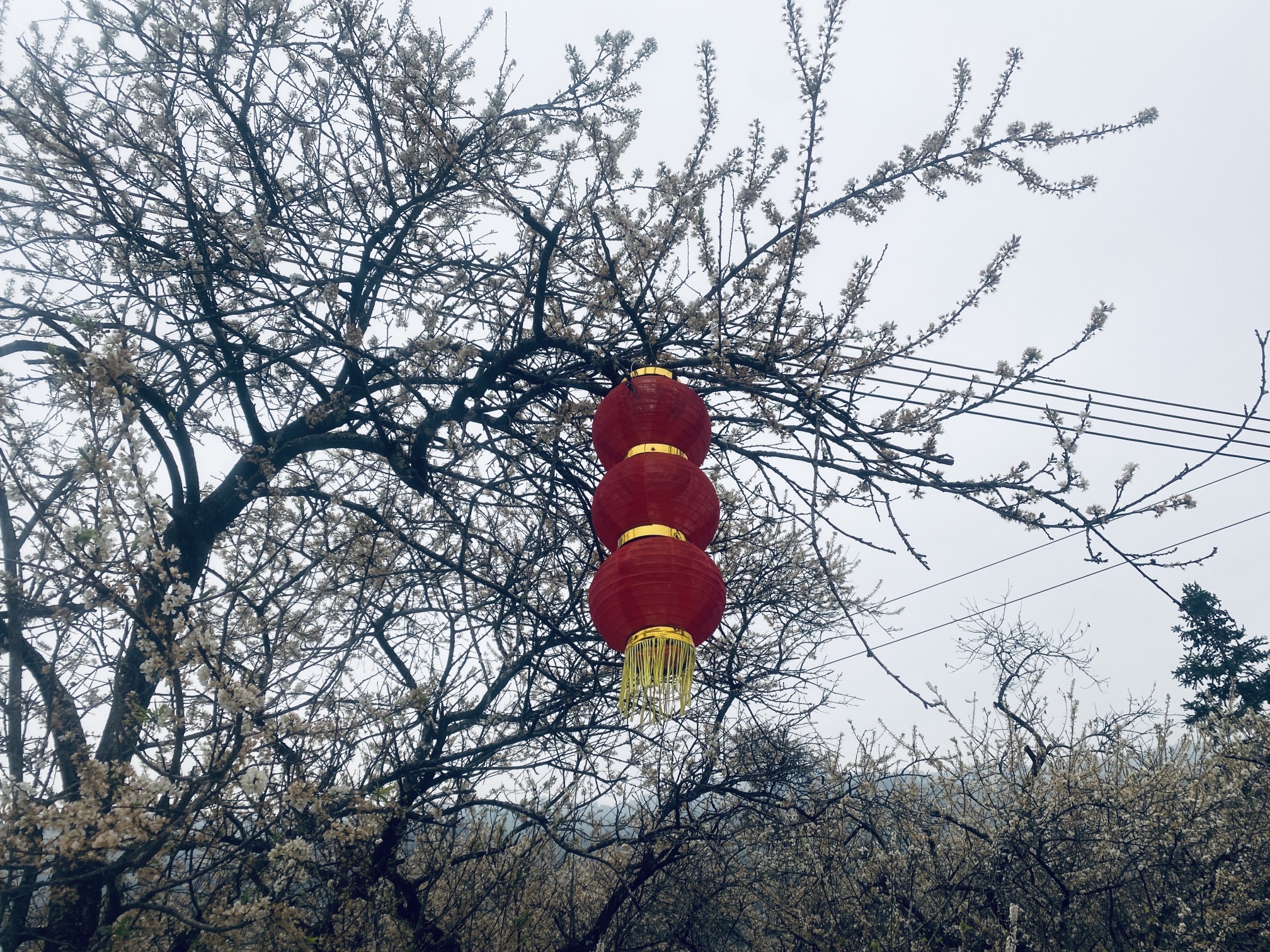 千亩李花基地旅行图片 2
