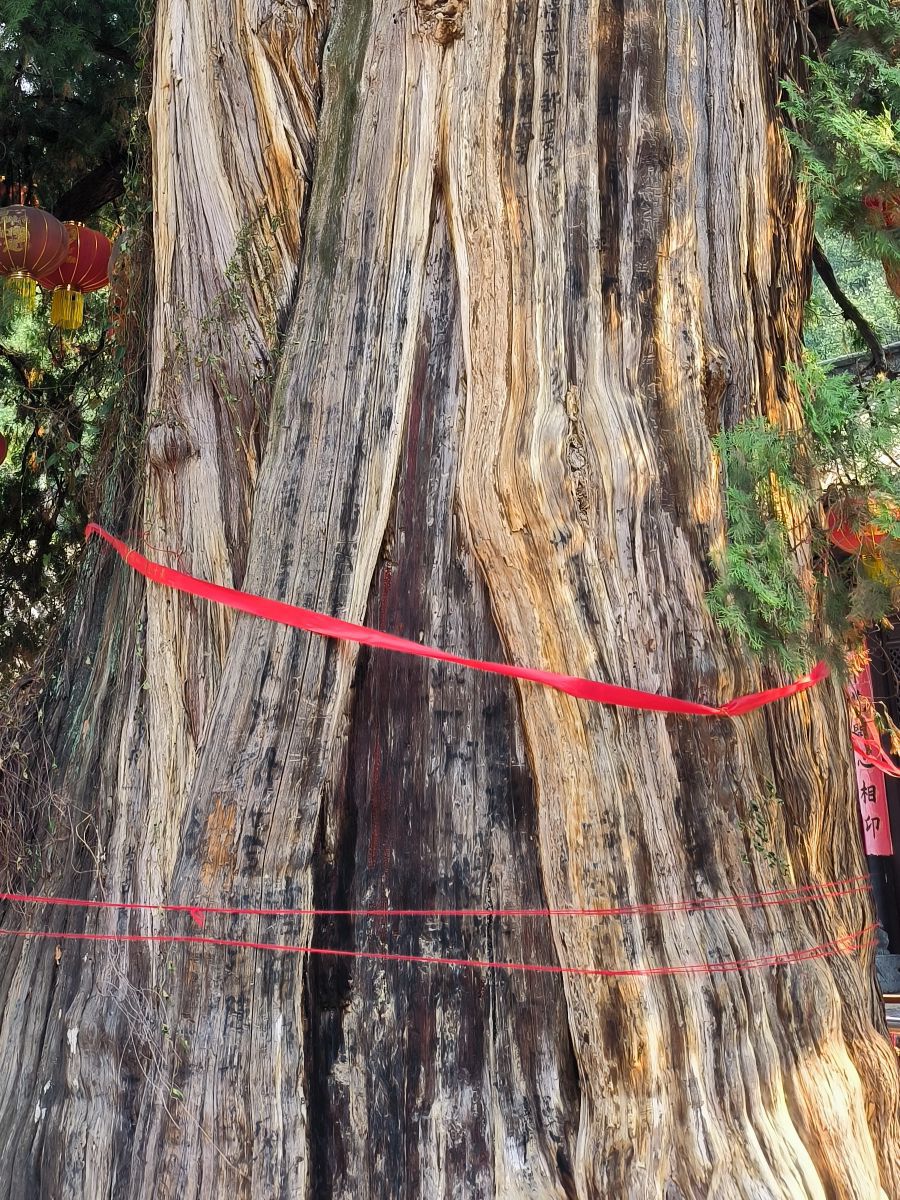 大柏树景区旅行图片 1