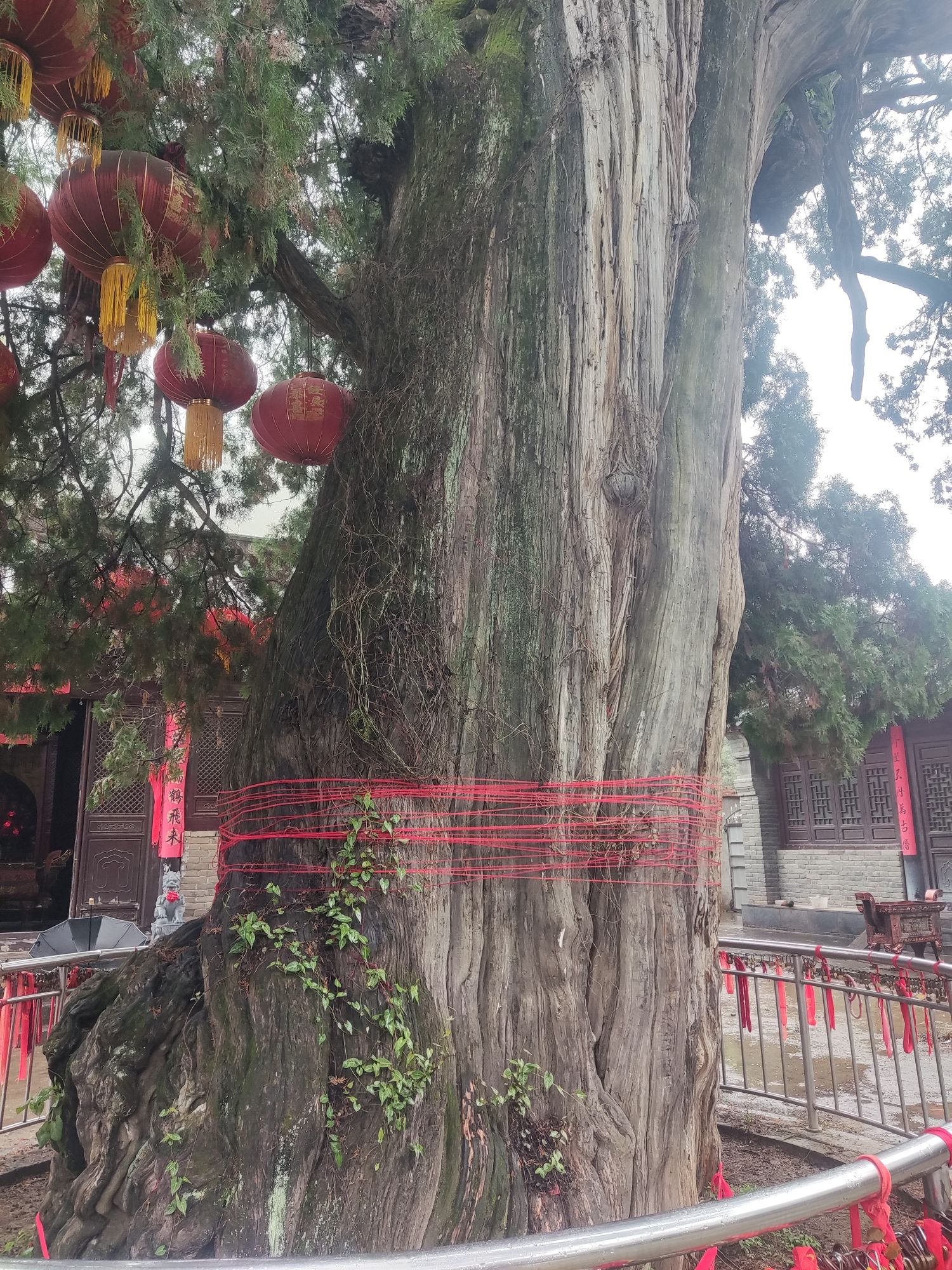 大柏树景区旅行图片 2