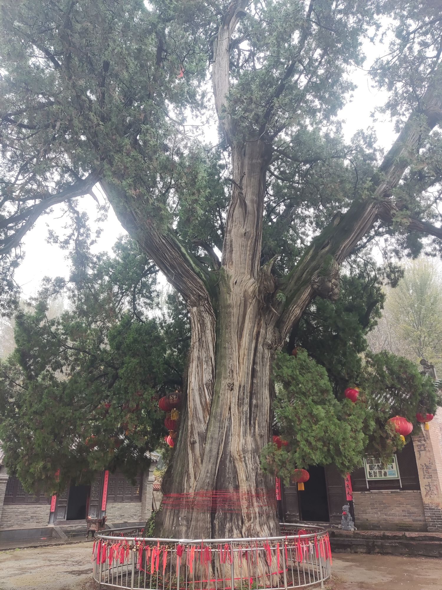 大柏树景区旅行图片 1