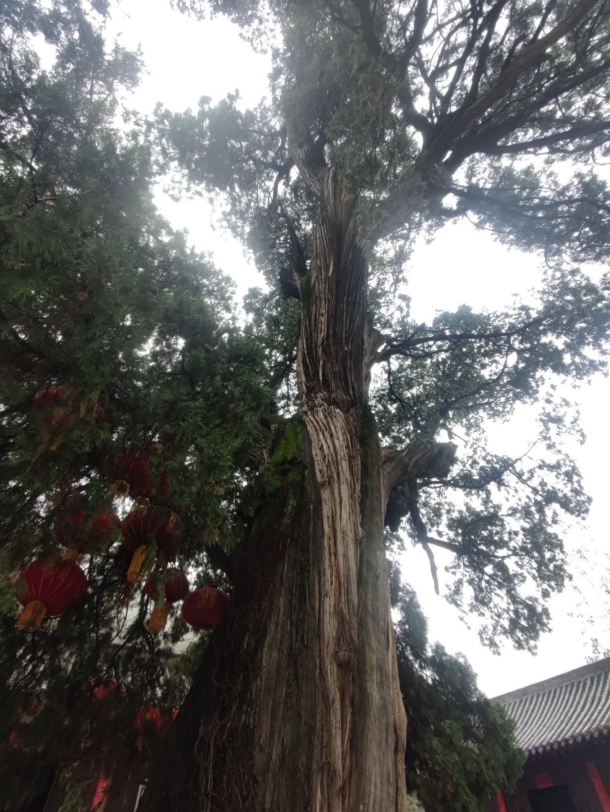 大柏树景区旅行图片 3