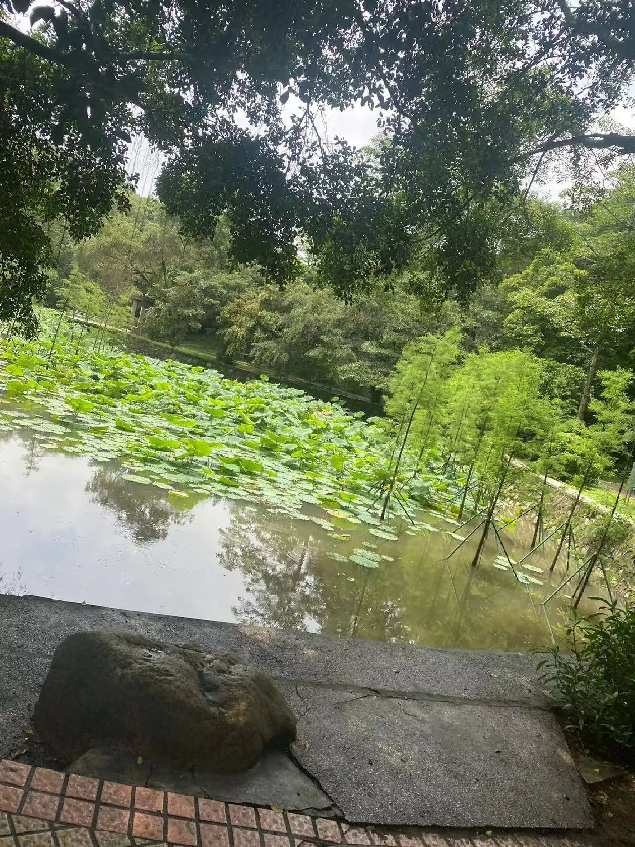 紫莲生态旅游度假区旅行图片 1