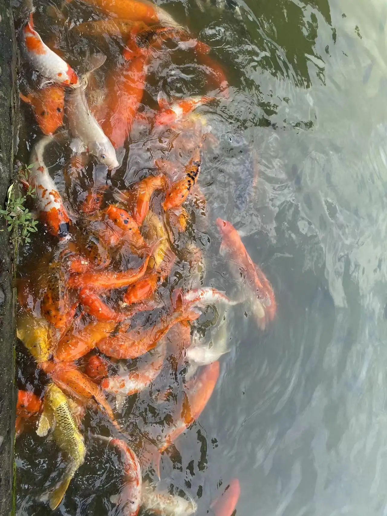 紫莲生态旅游度假区旅行图片 2