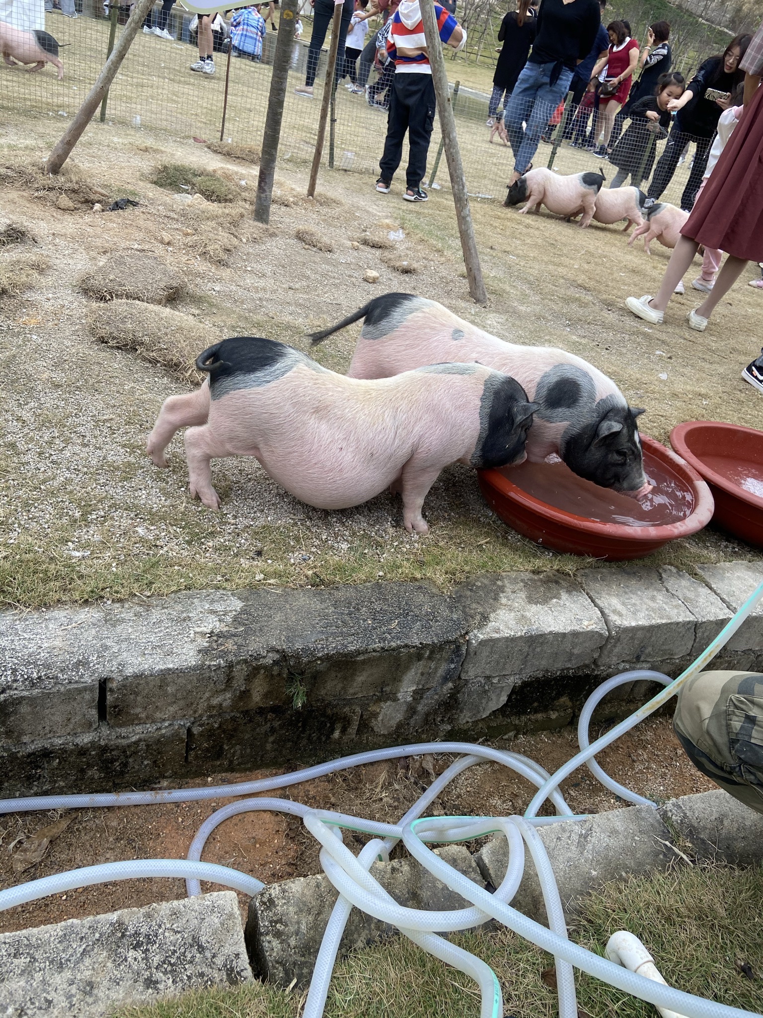 紫莲生态旅游度假区旅行图片 2