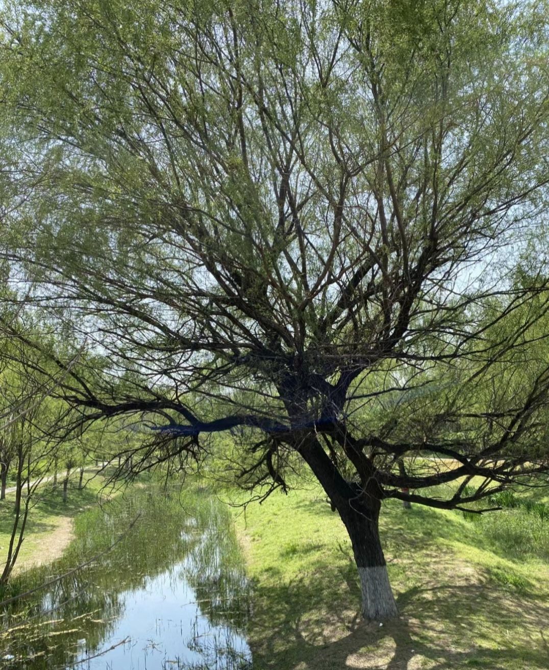 坊子区白沙河体育公园旅行图片 2