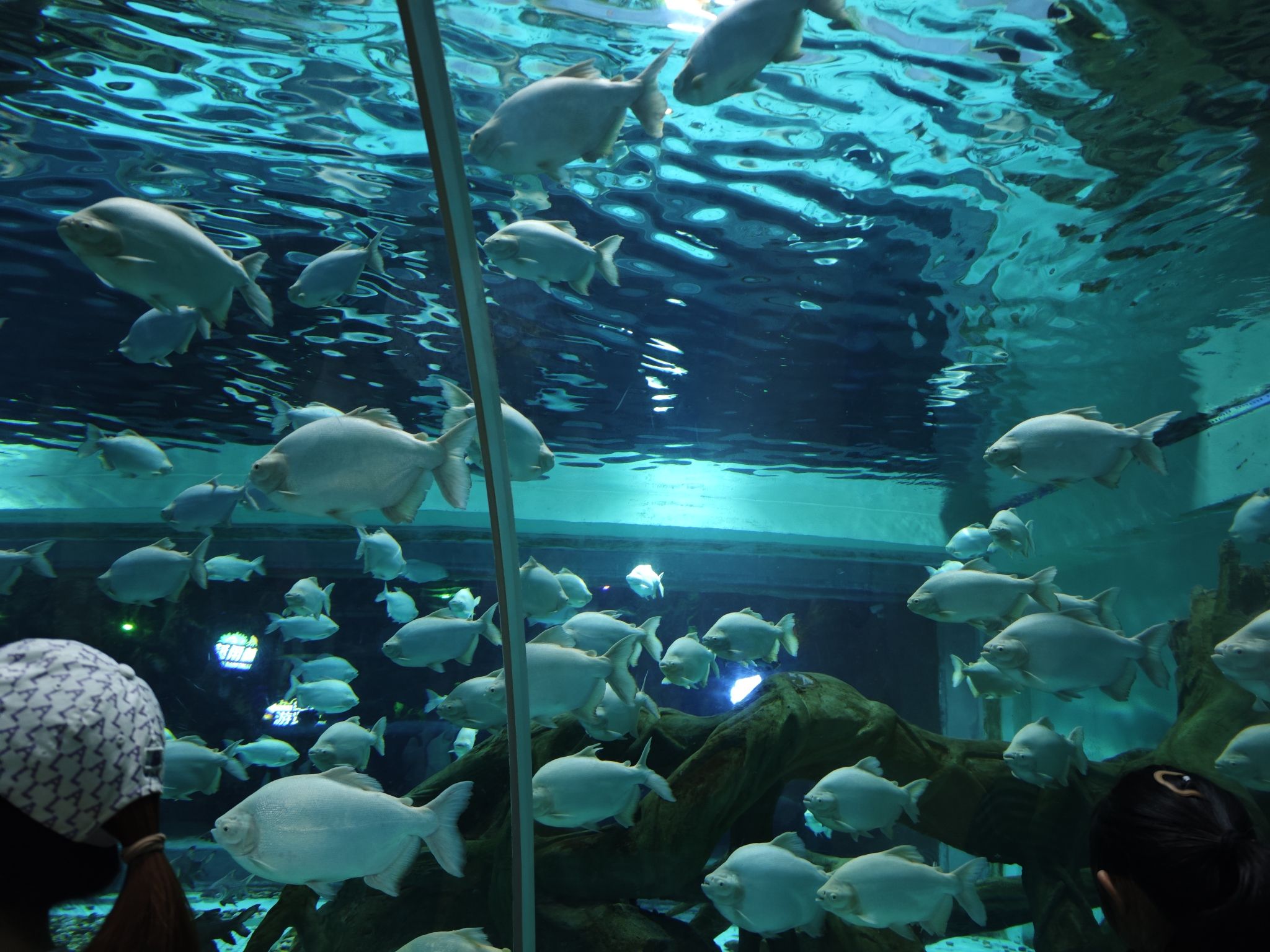 徐州欧乐堡海洋极地世界旅行图片 1