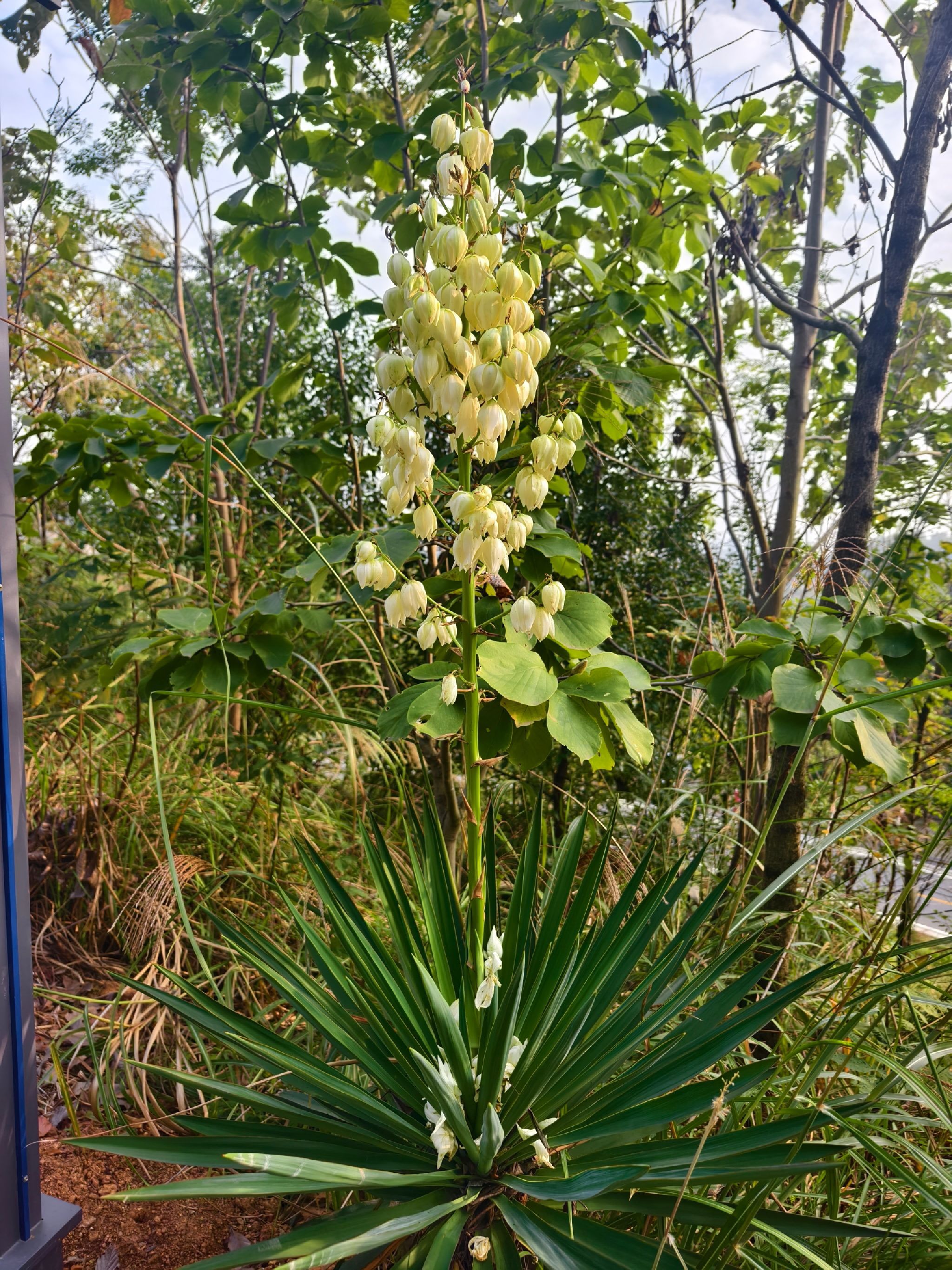衡阳市植物园旅行图片 1
