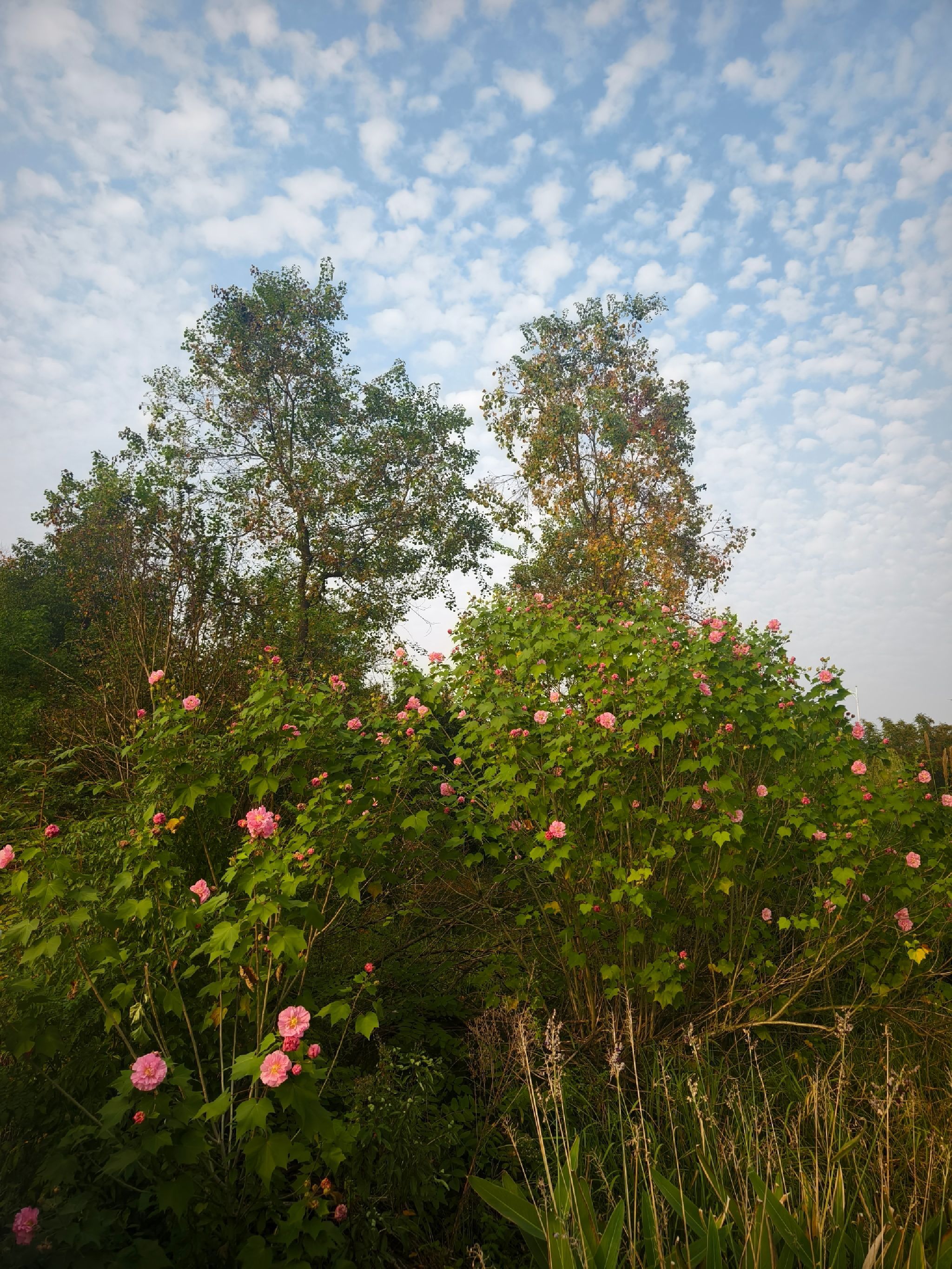 衡阳市植物园旅行图片 3