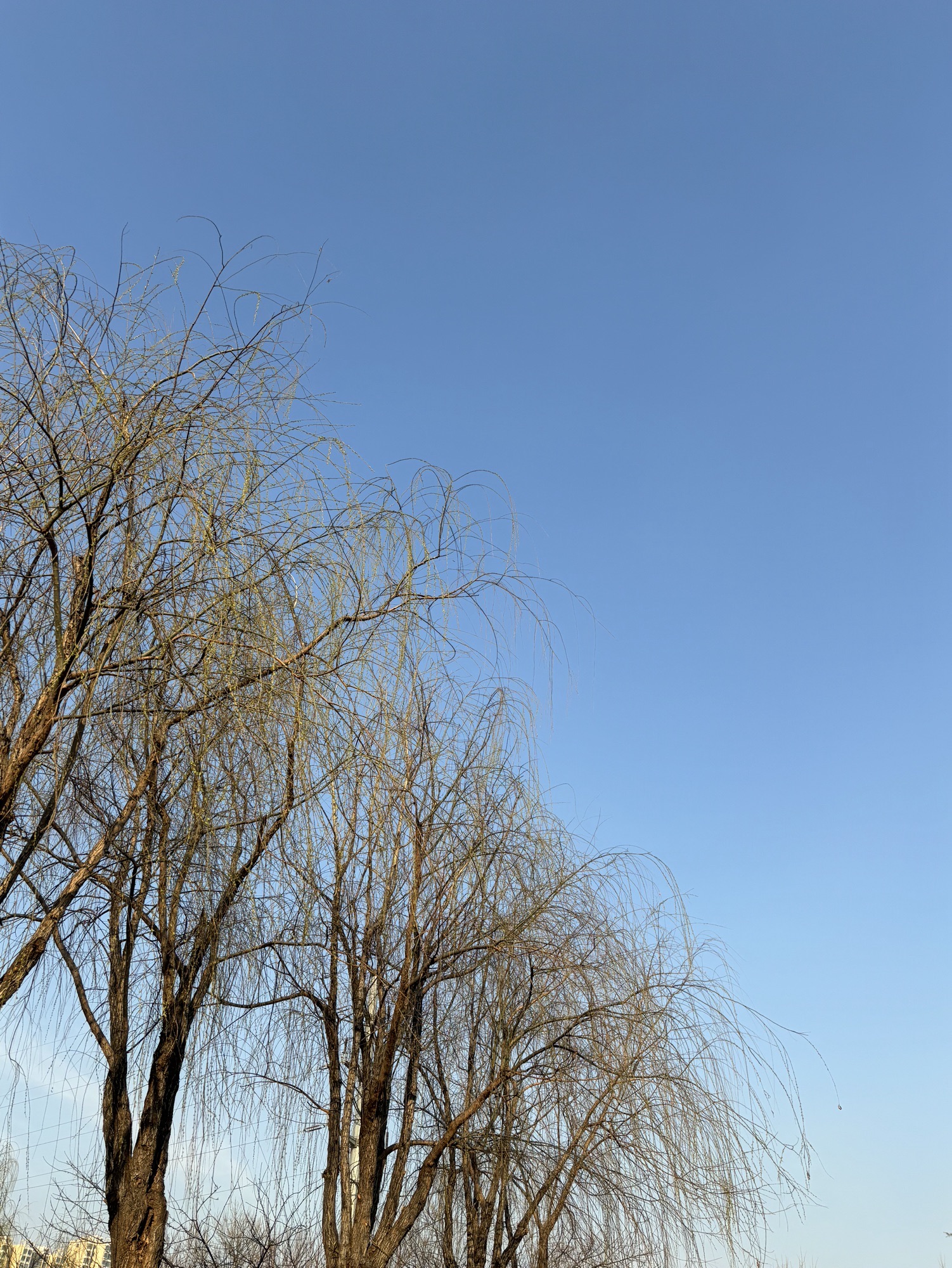 西环公园旅行图片 2