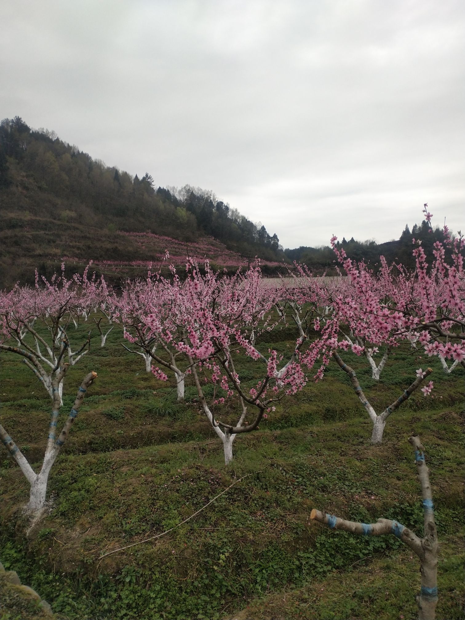 桃花谷旅行图片 2