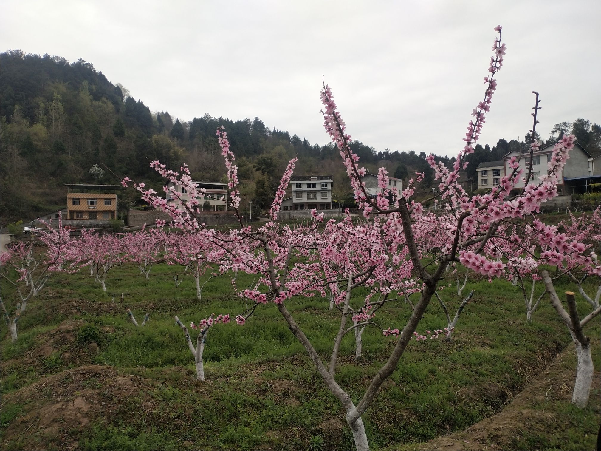 桃花谷旅行图片 3