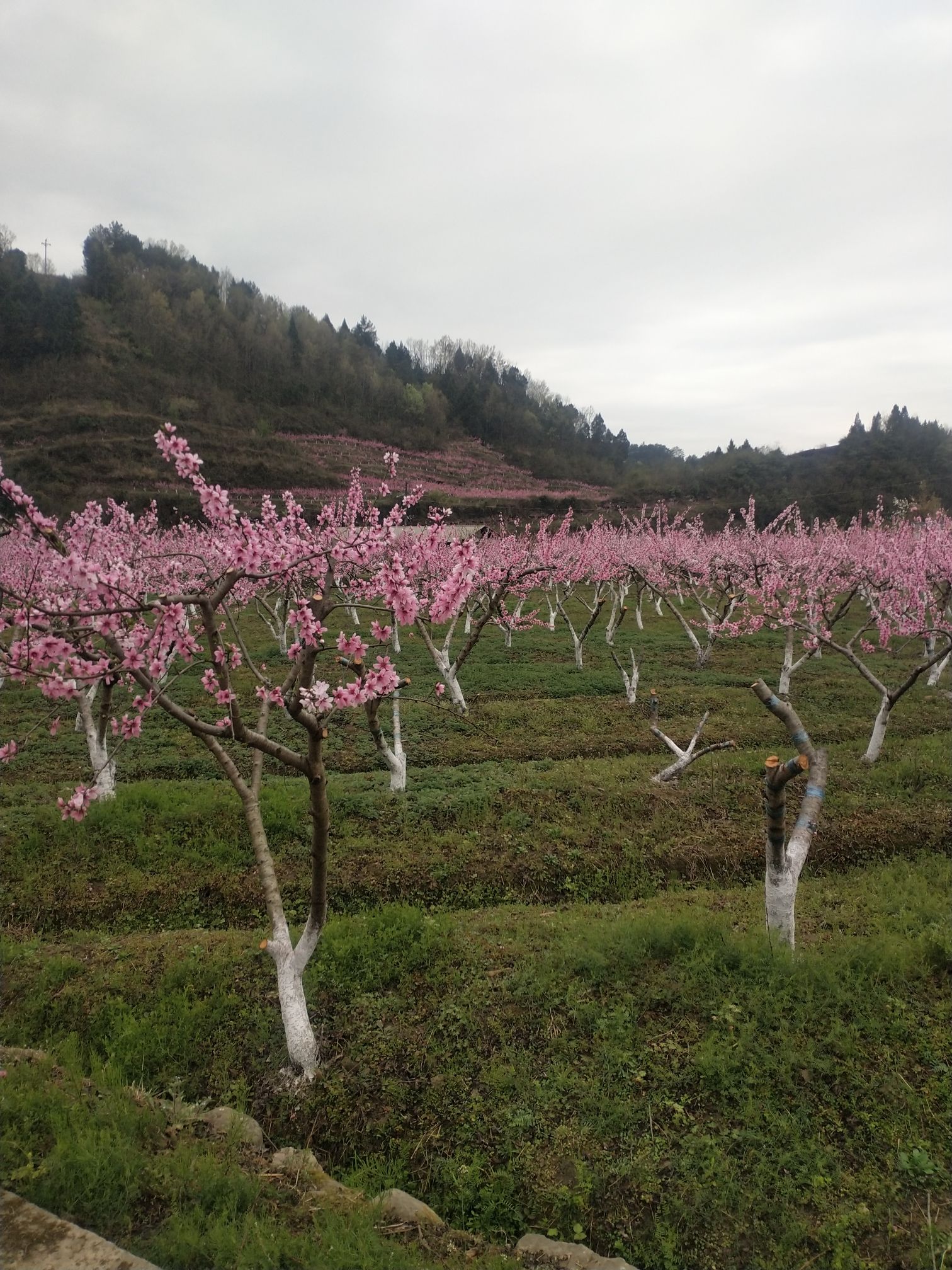 桃花谷旅行图片 1