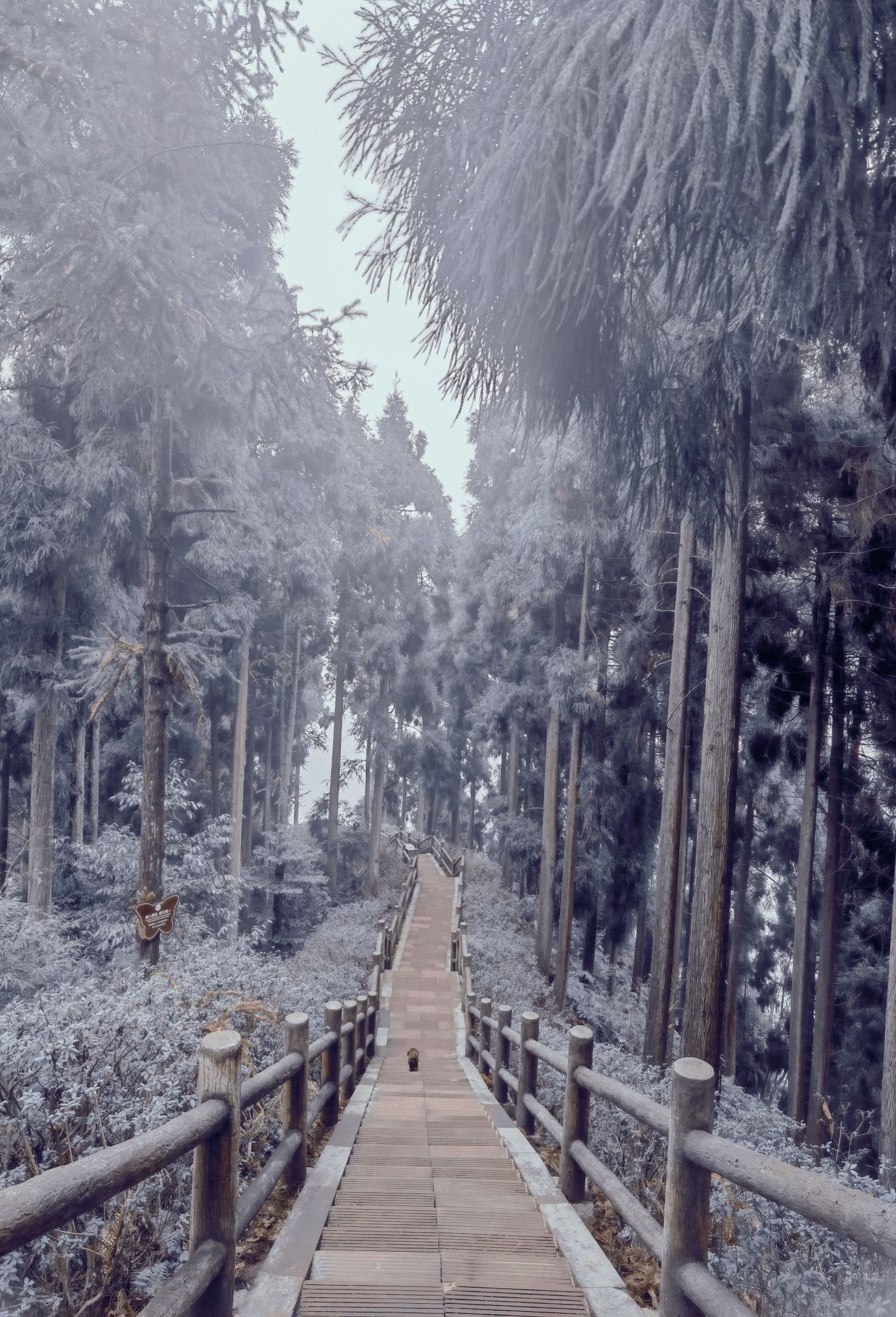 玉屏梯田观景台旅行图片 1