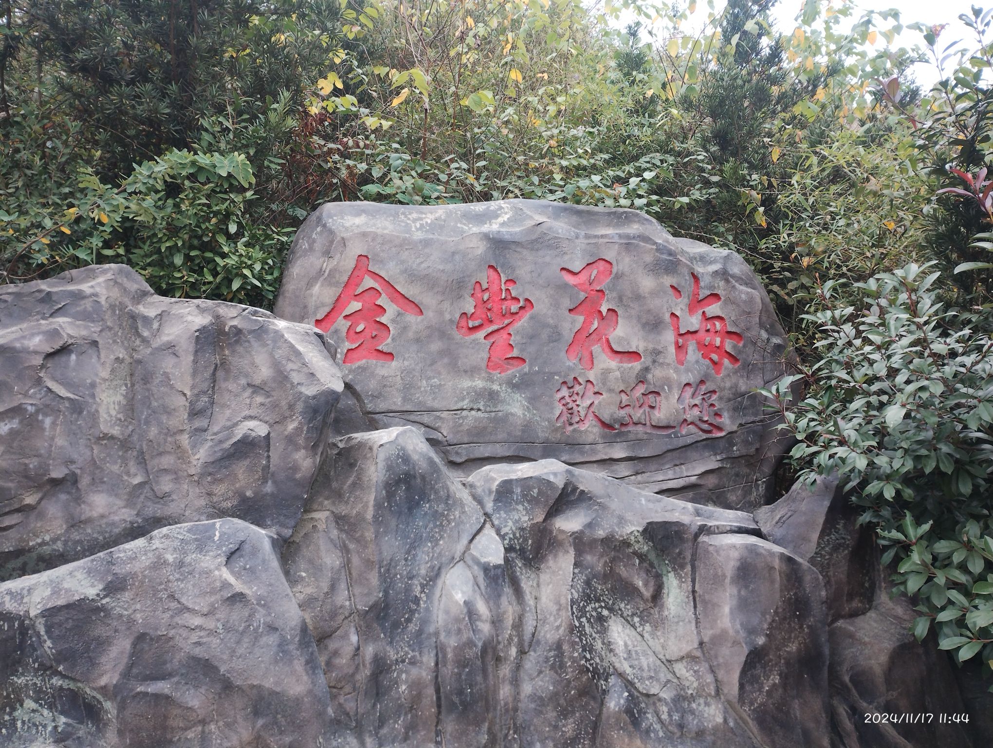 金丰花海旅行图片 2
