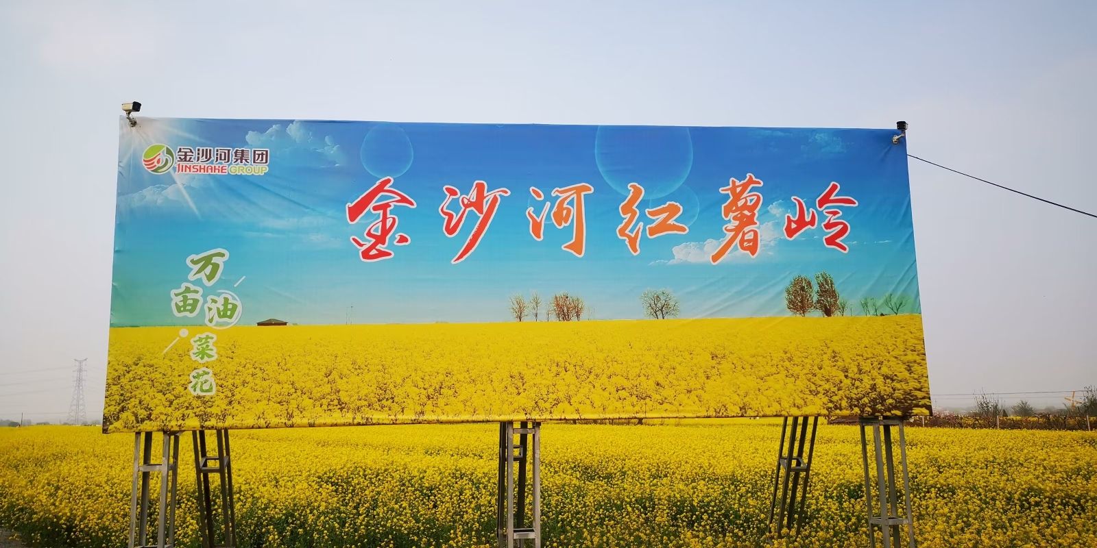 沙河红薯岭油菜花海旅行图片