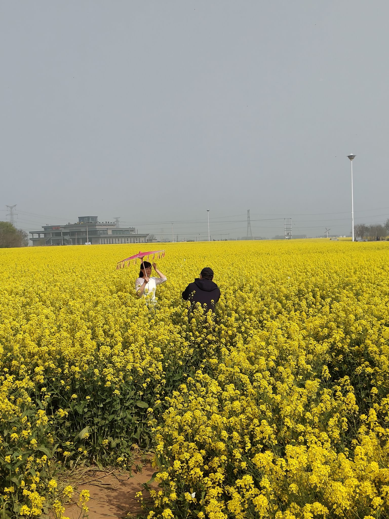 沙河红薯岭油菜花海旅行图片 2