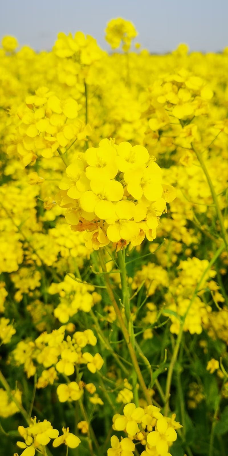 沙河红薯岭油菜花海旅行图片 2