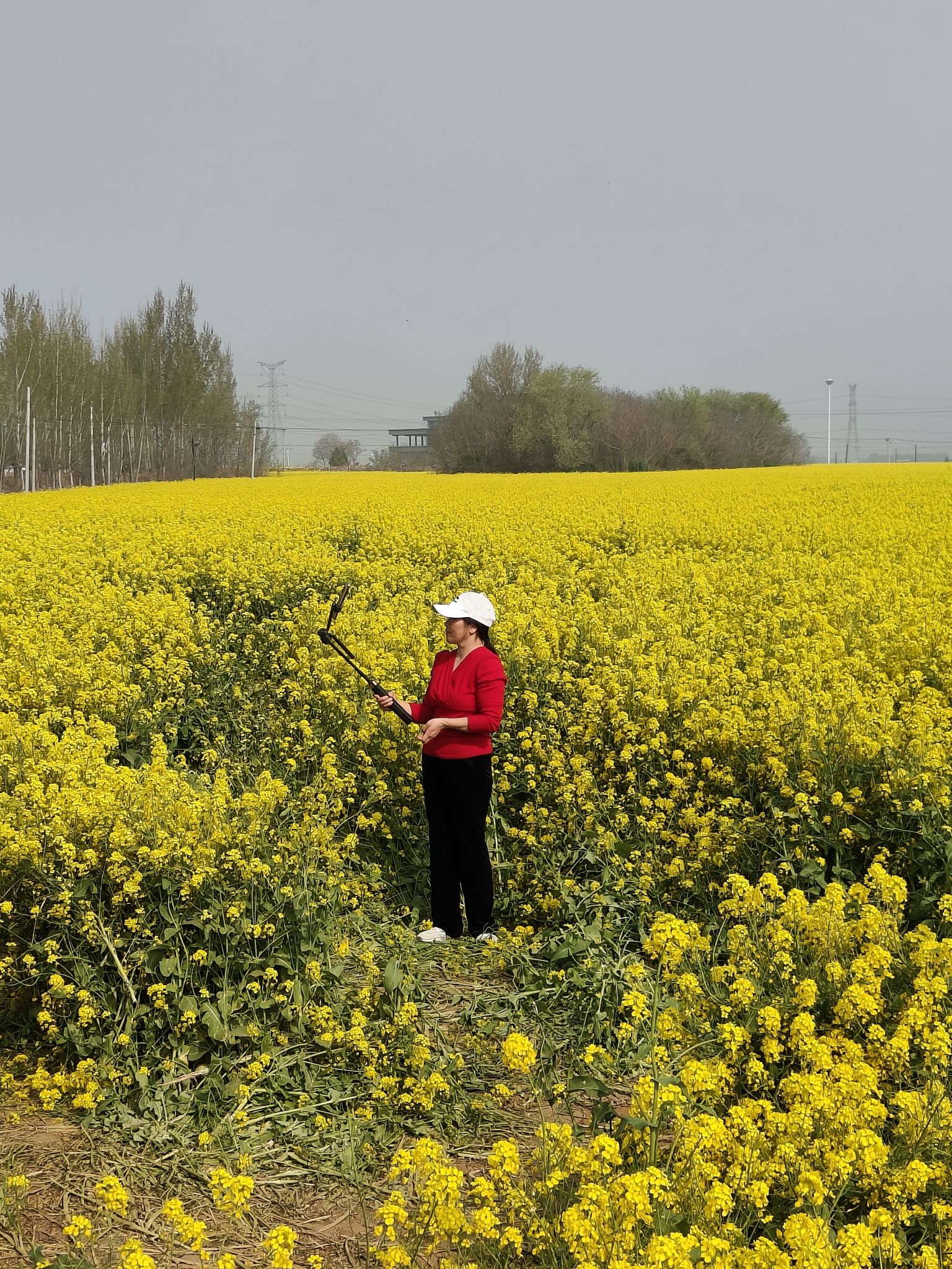 沙河红薯岭油菜花海旅行图片 1