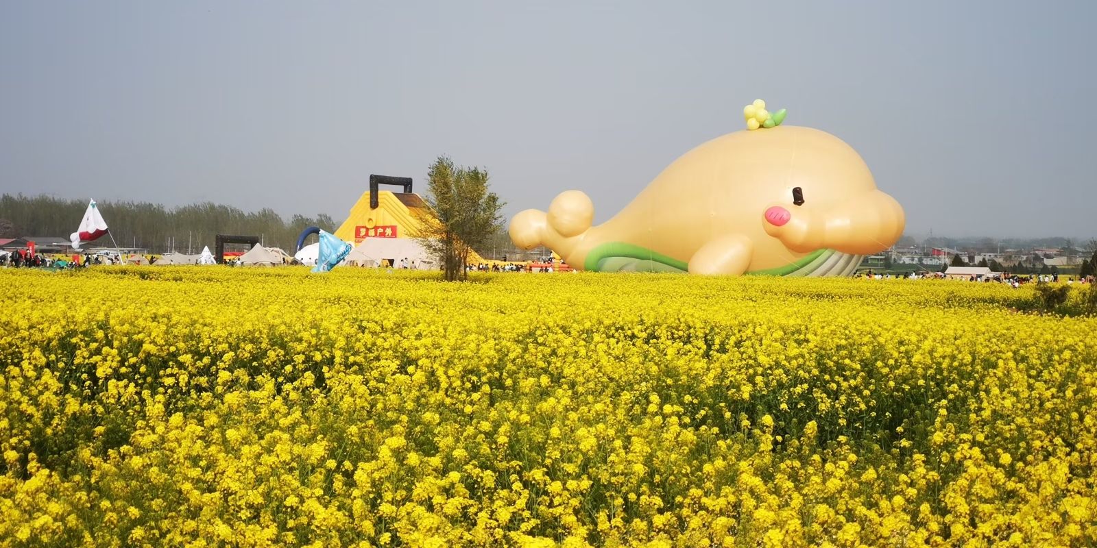 沙河红薯岭油菜花海旅行图片 3