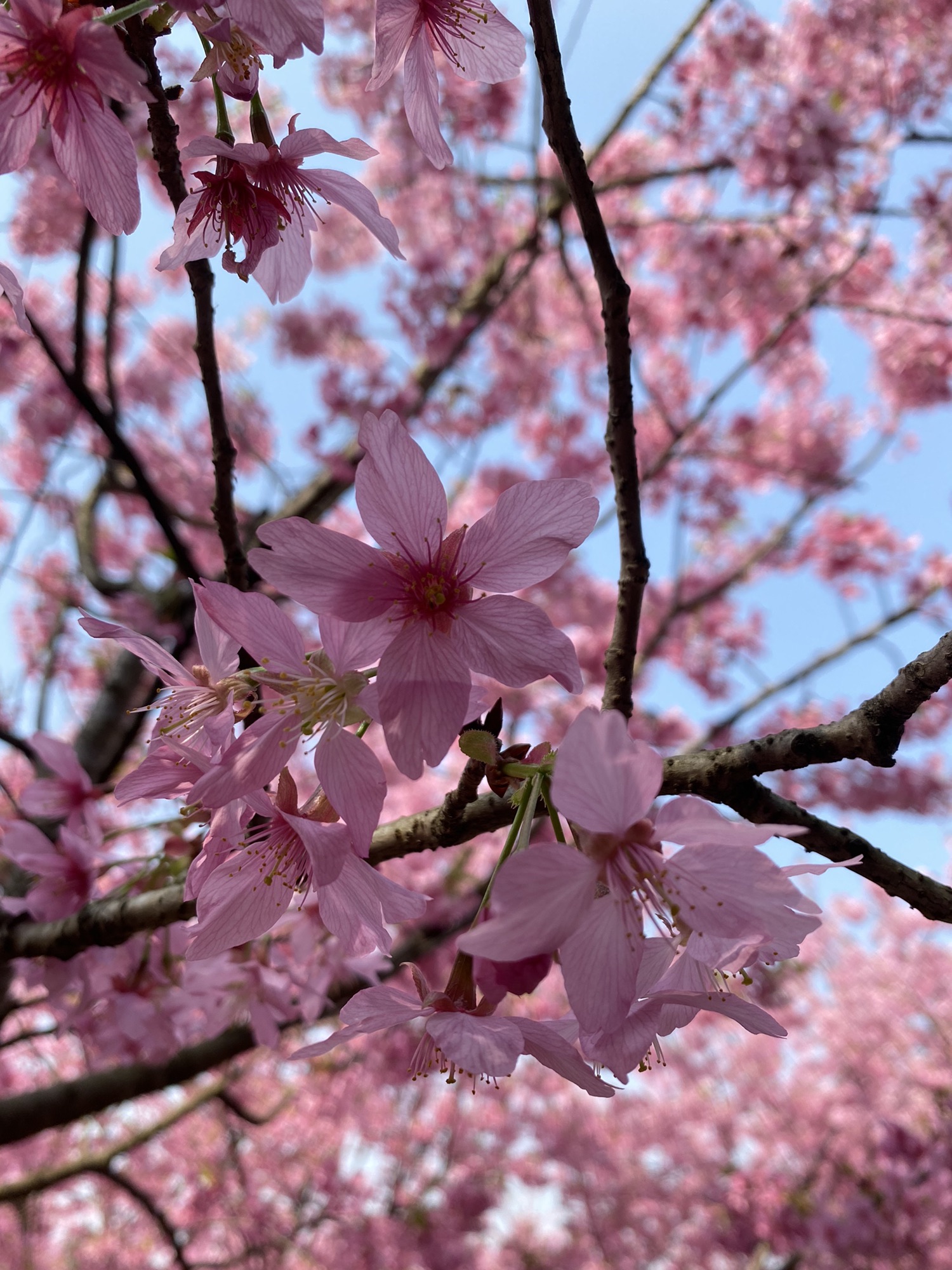 澜岭江花旅行图片 2