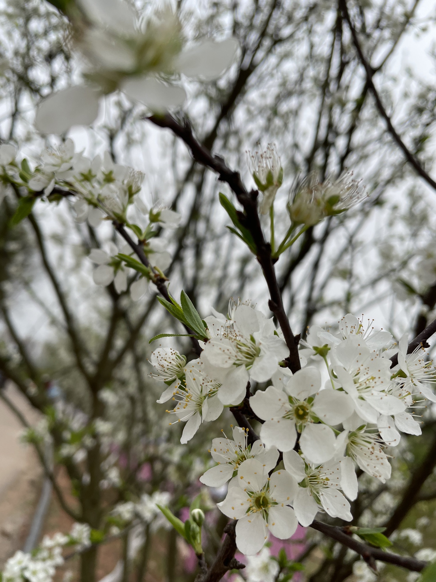 澜岭江花旅行图片 3