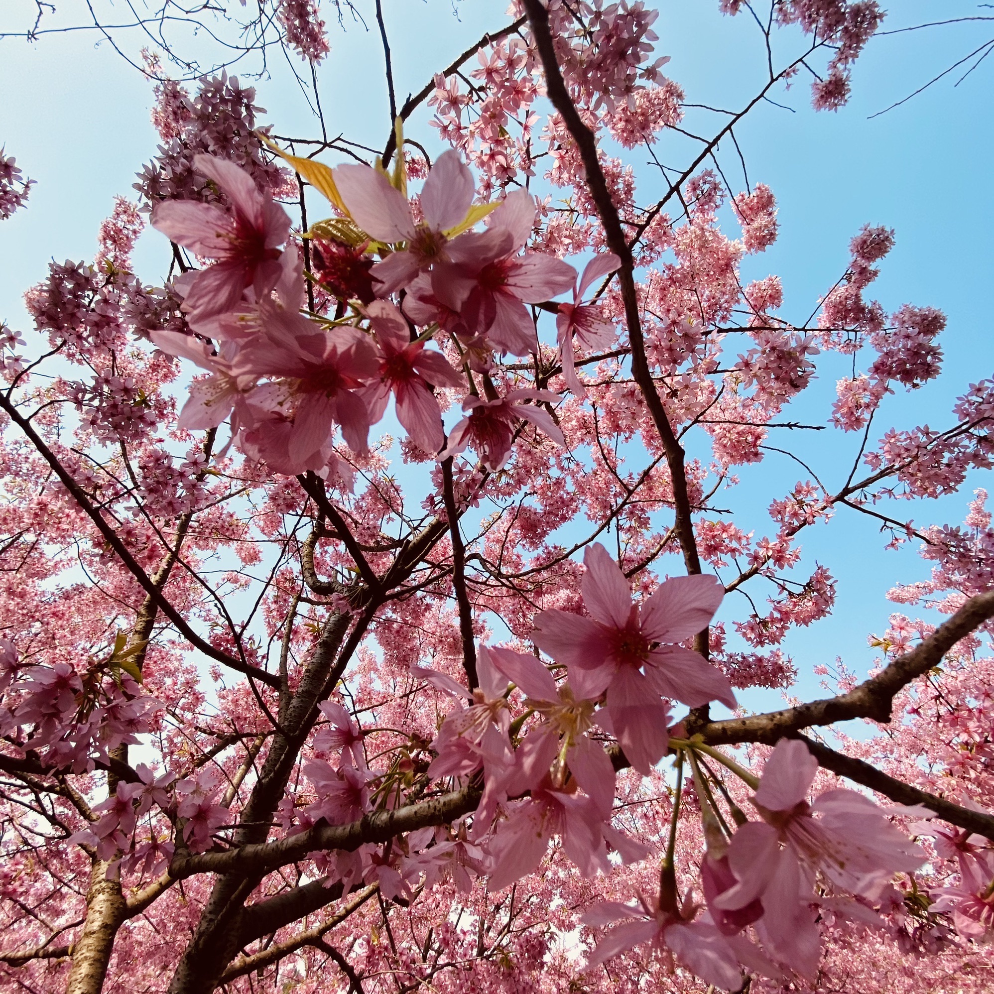 澜岭江花旅行图片 1