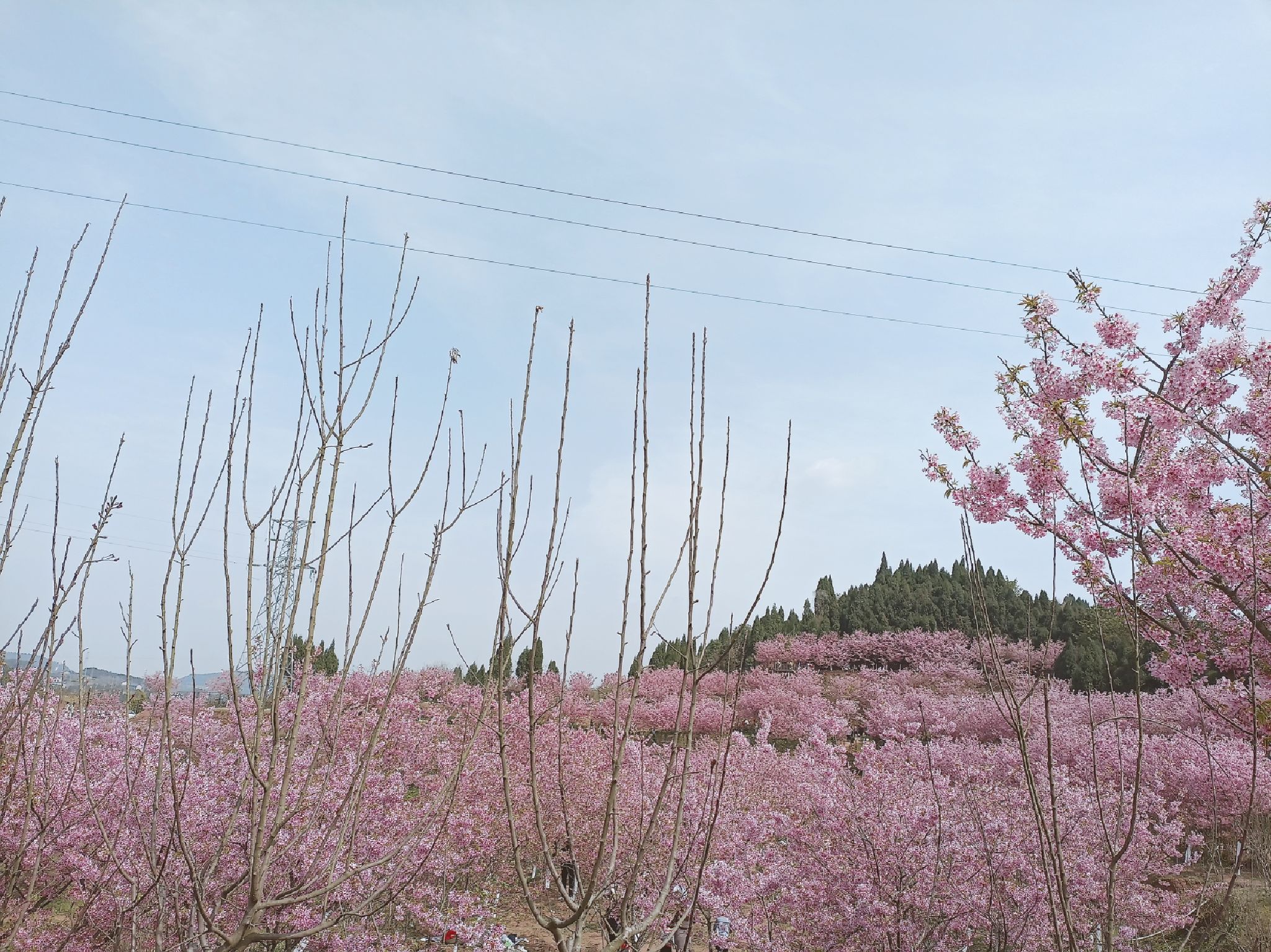 澜岭江花旅行图片 2