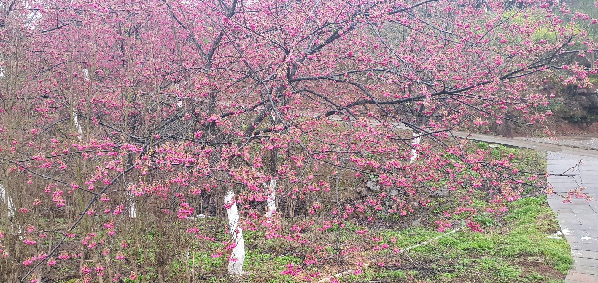 澜岭江花旅行图片 2